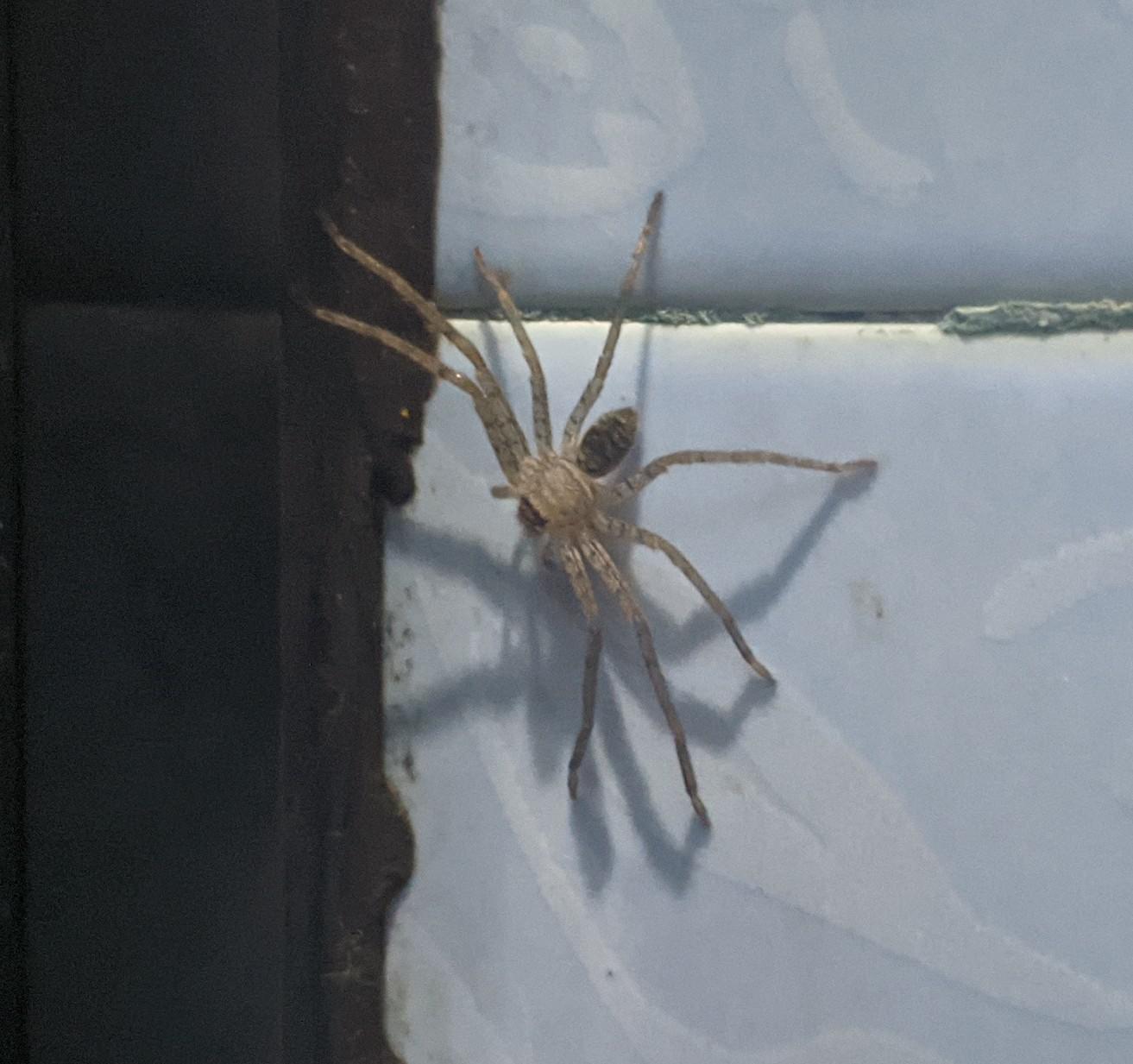 saw this spider while in the toilet. Should I be worried? r/spiders