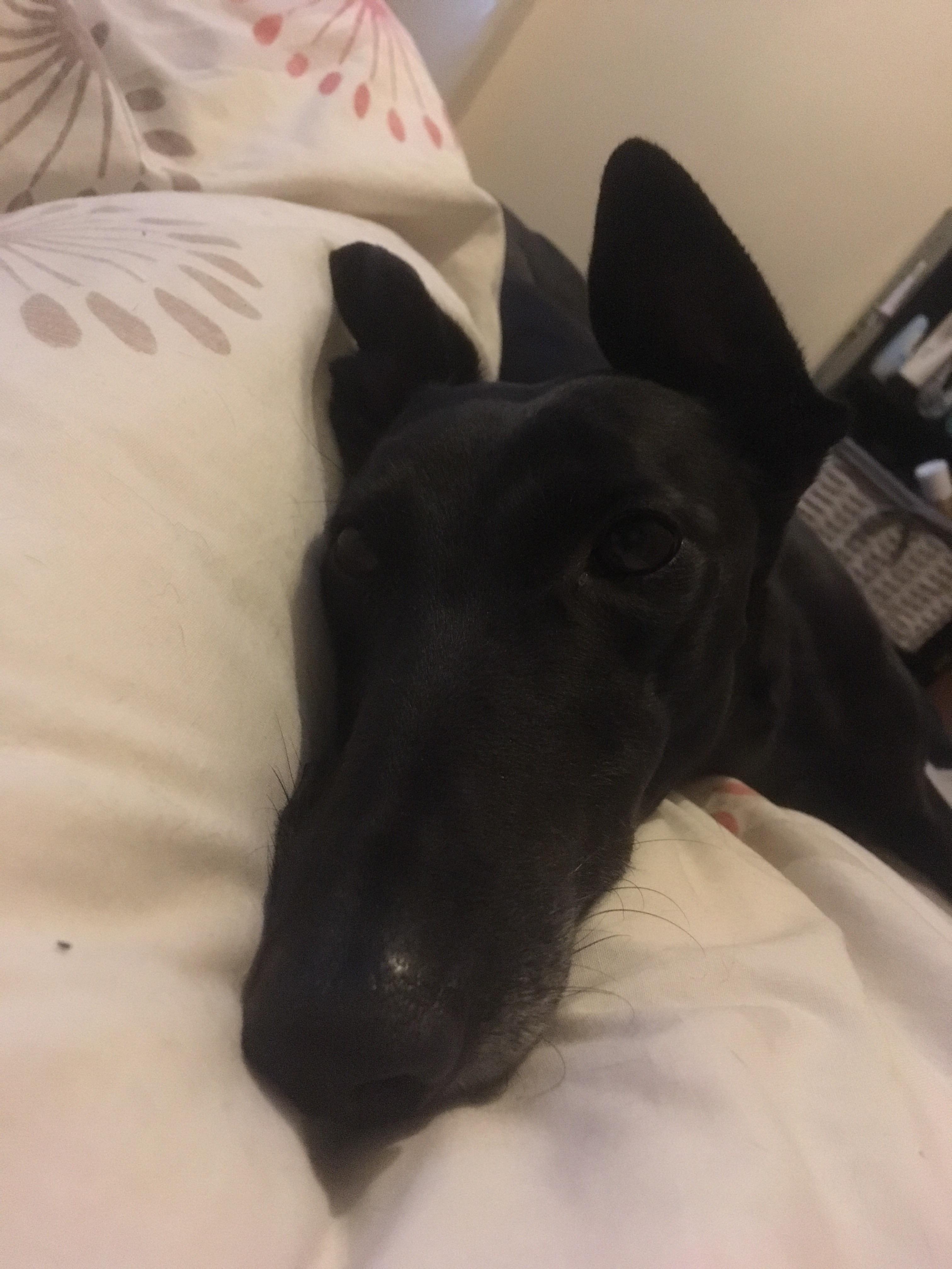 Reddit, meet Indie r/Greyhounds