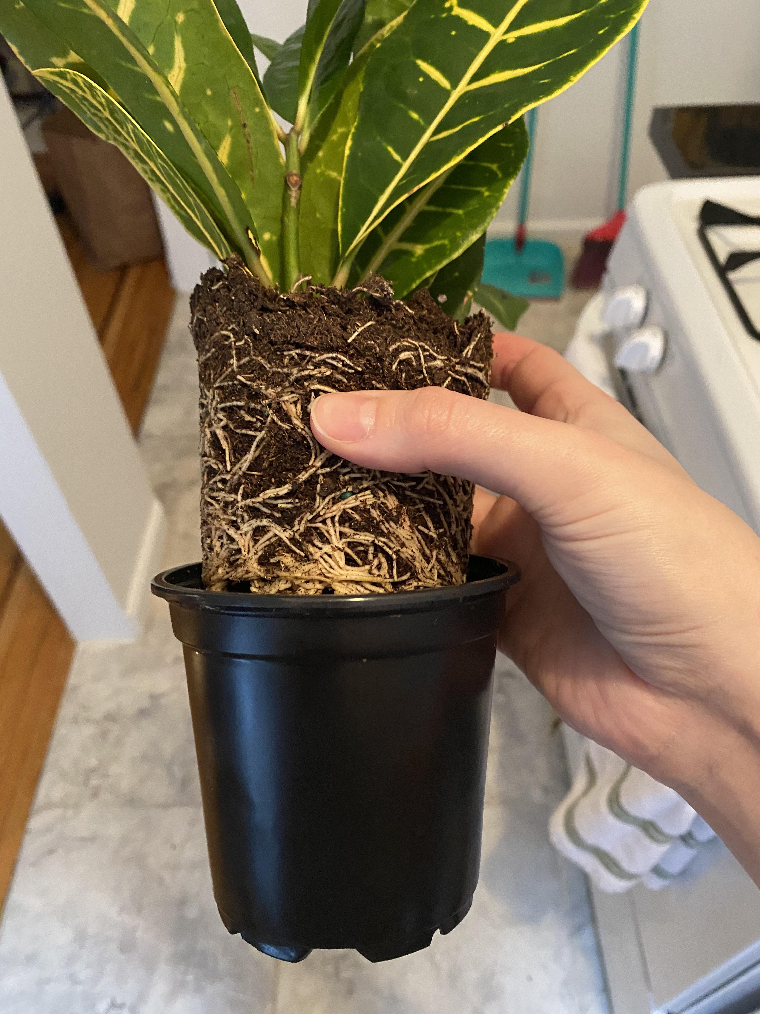 is it time to repot my croton? it hasn’t put out any new growth since i