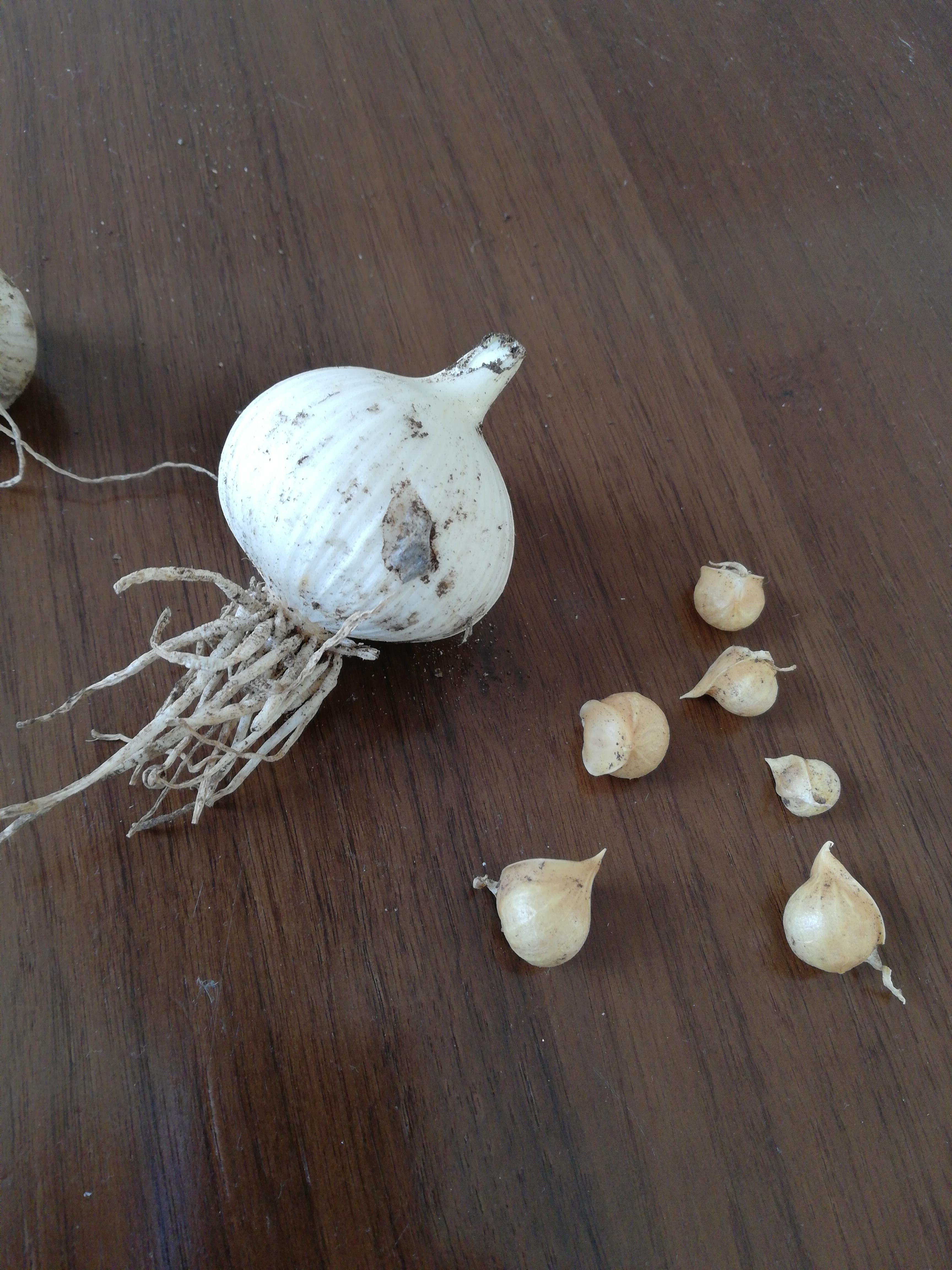 Garlic Crop what are the brown pods that were attached to Garlic roots