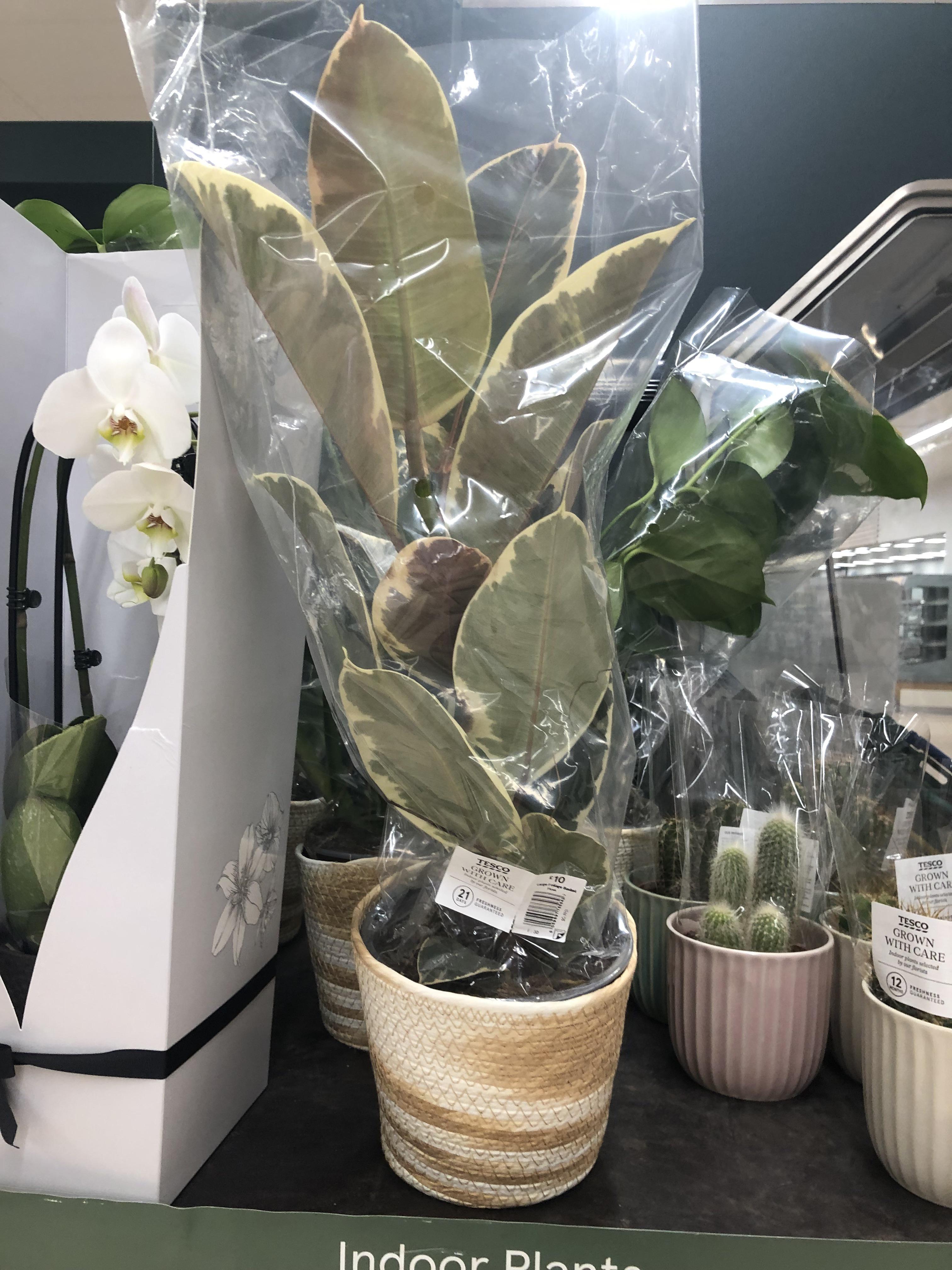 I regret not buying it now r/houseplants