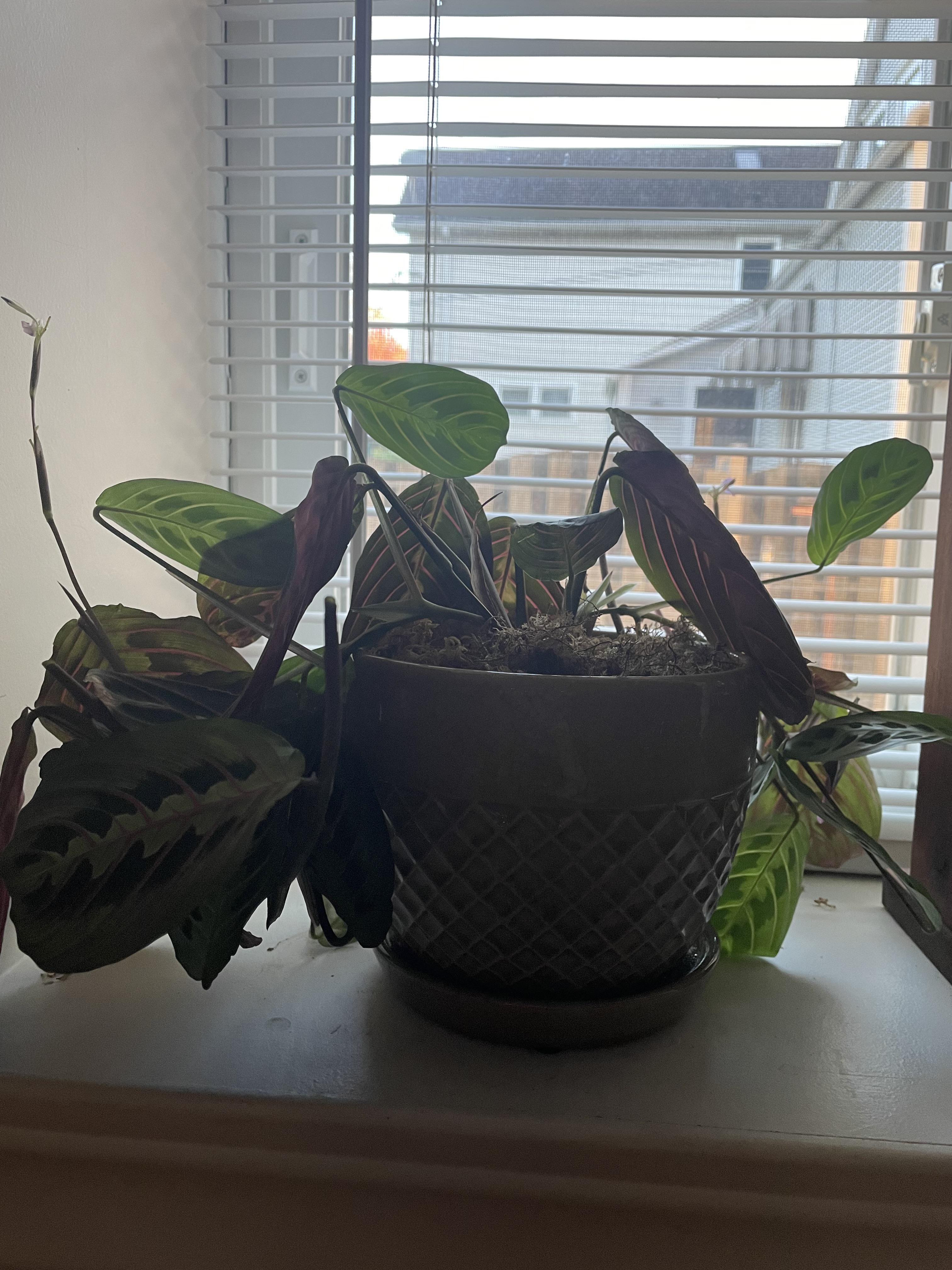 Why Is My Prayer Plant So Droopy at Edward Brantley blog