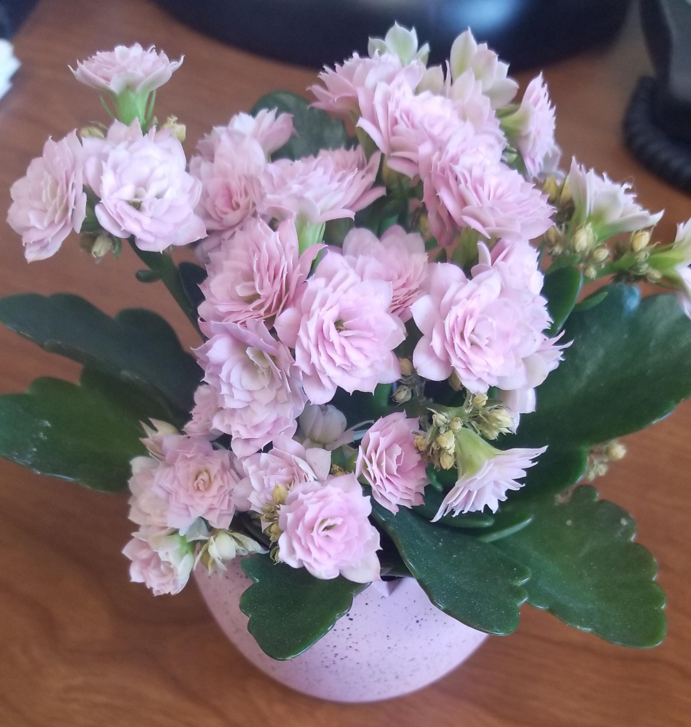 What are these flowers called? r/whatsthisplant