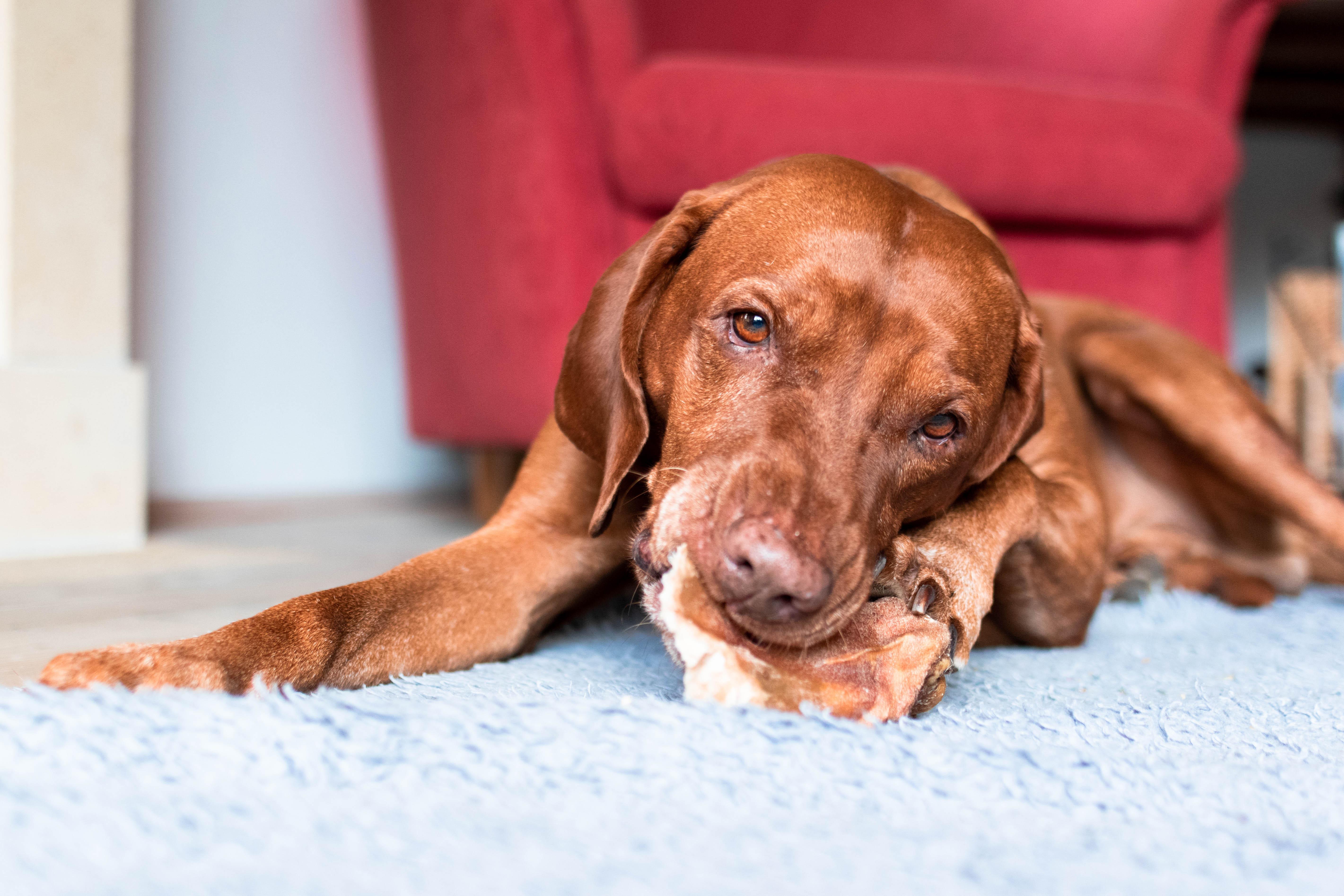 His favourite treat... beef ) r/vizsla
