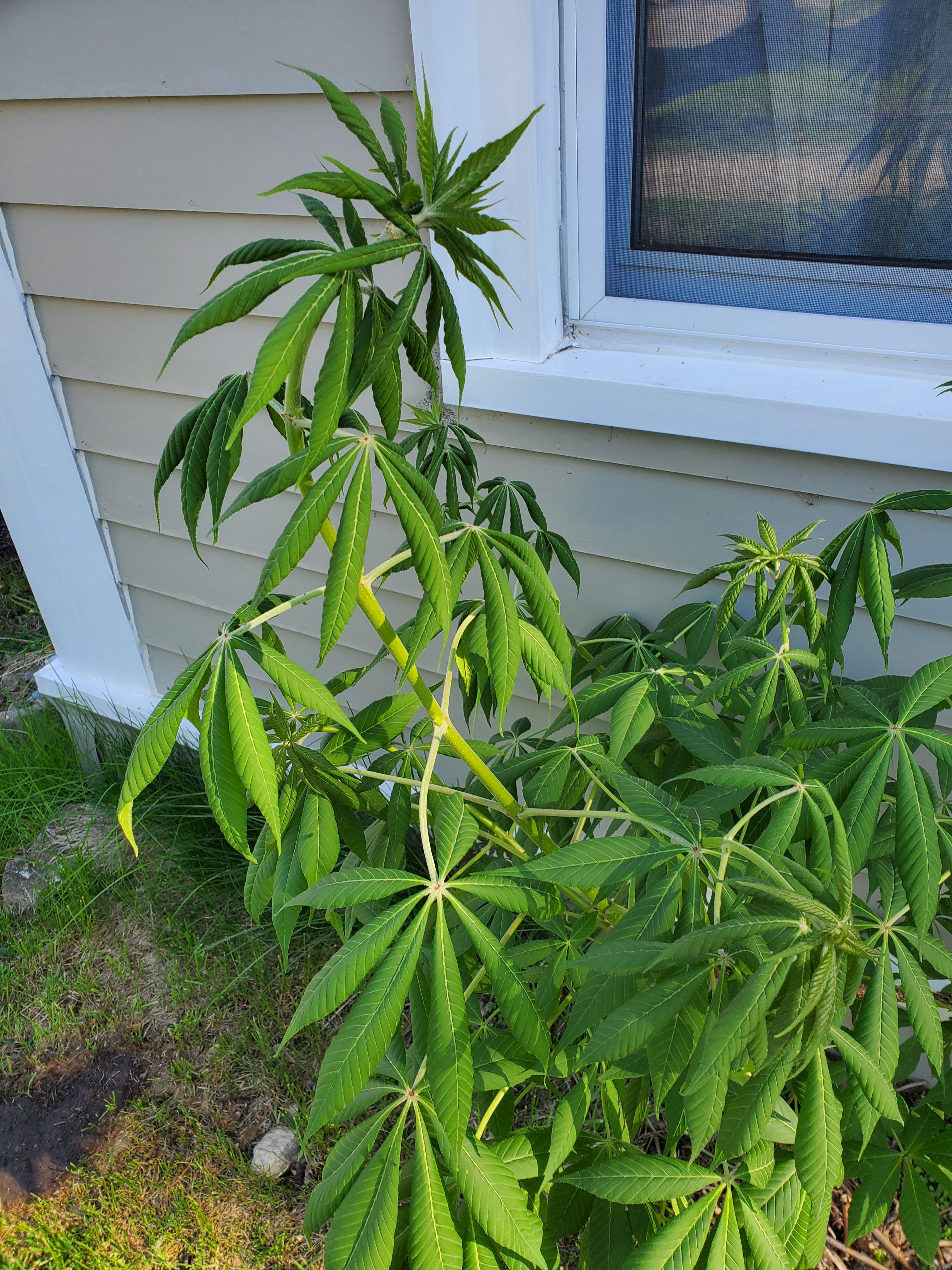 Is this a pot plant? It's got seven little leaves per leaf, and it