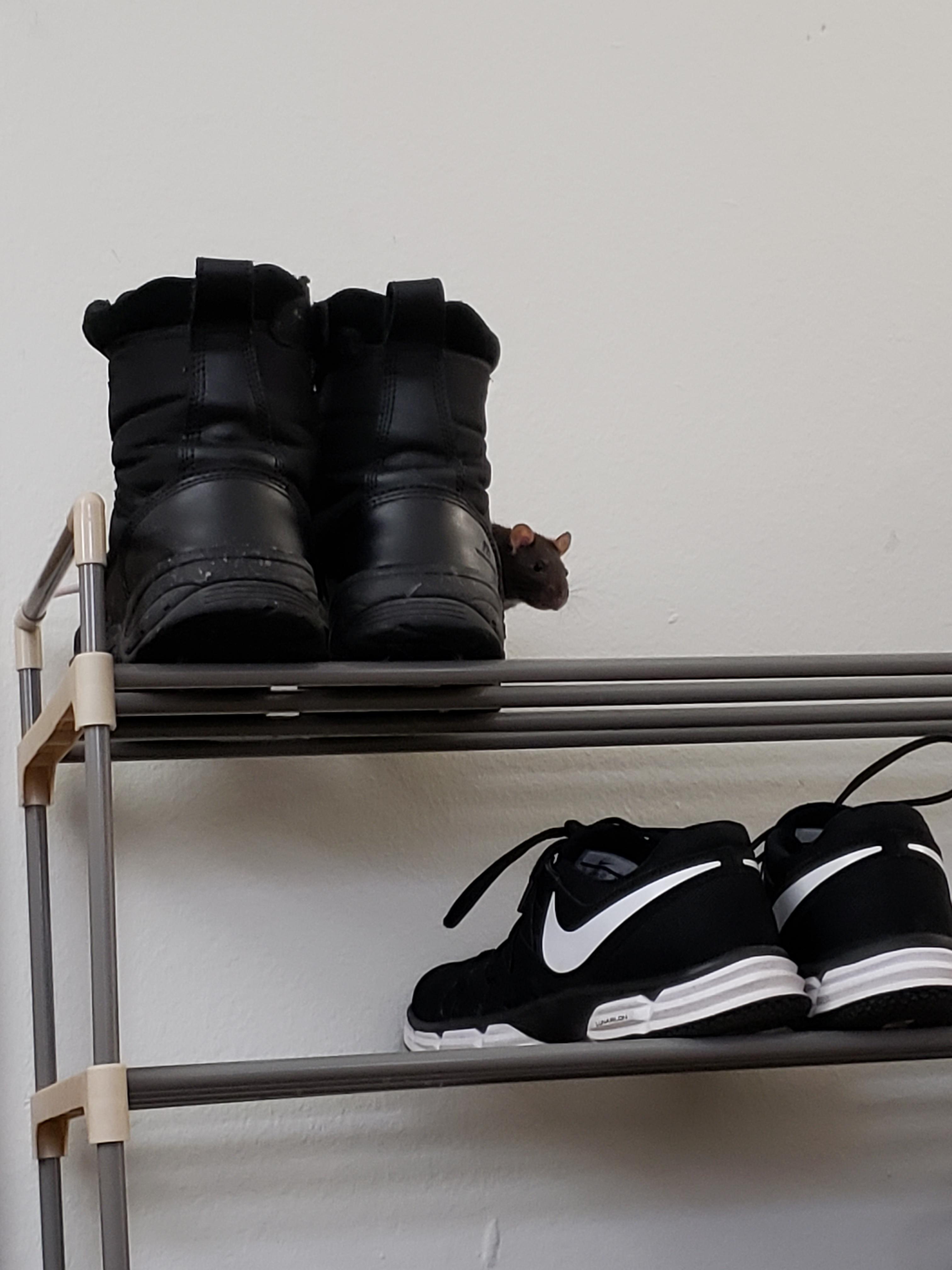 Peekaboo! The girls love to use the shoe rack as a personal jungle