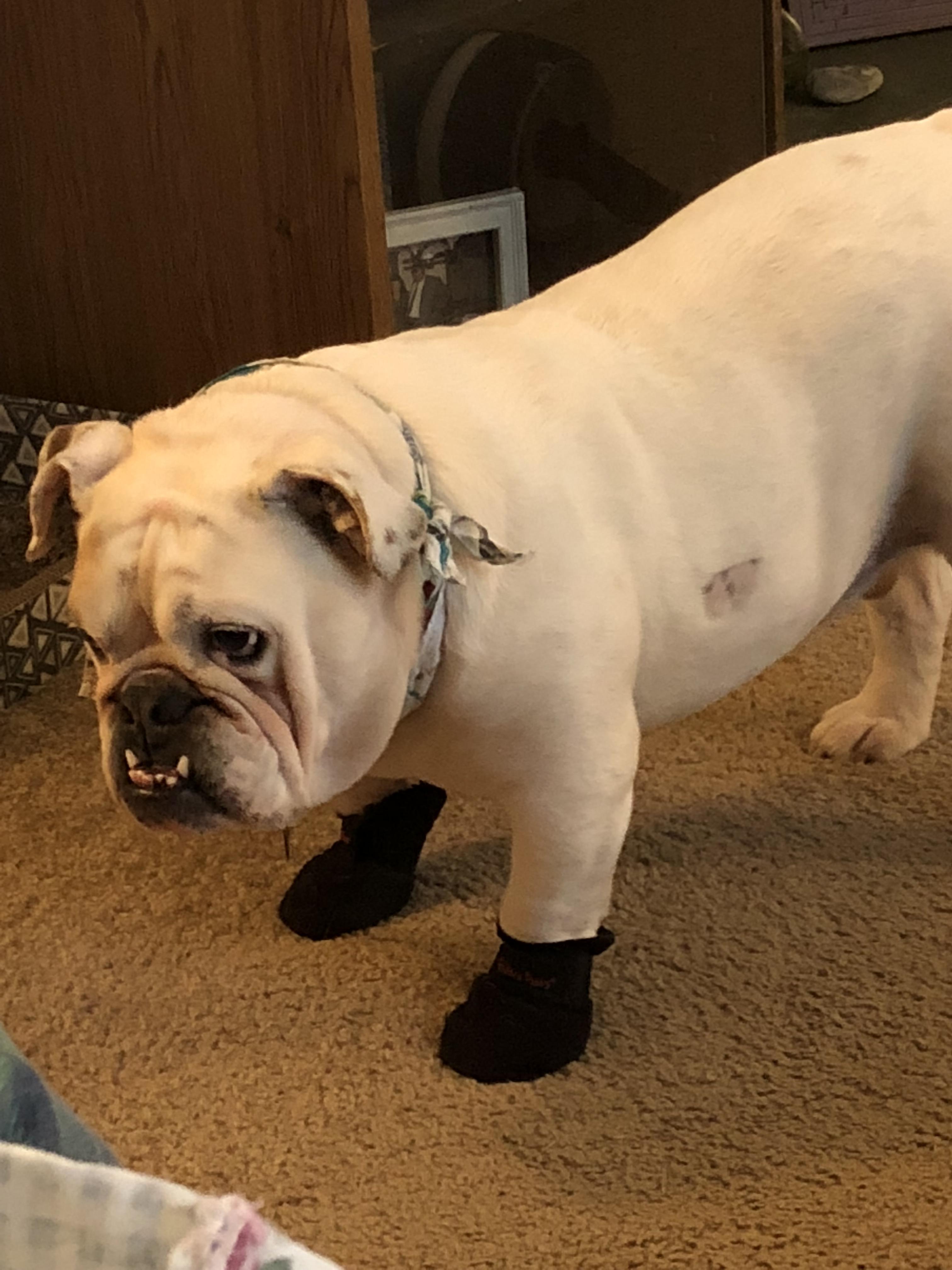 He won’t stop licking his front feet. Problem semisolved, maybe. r