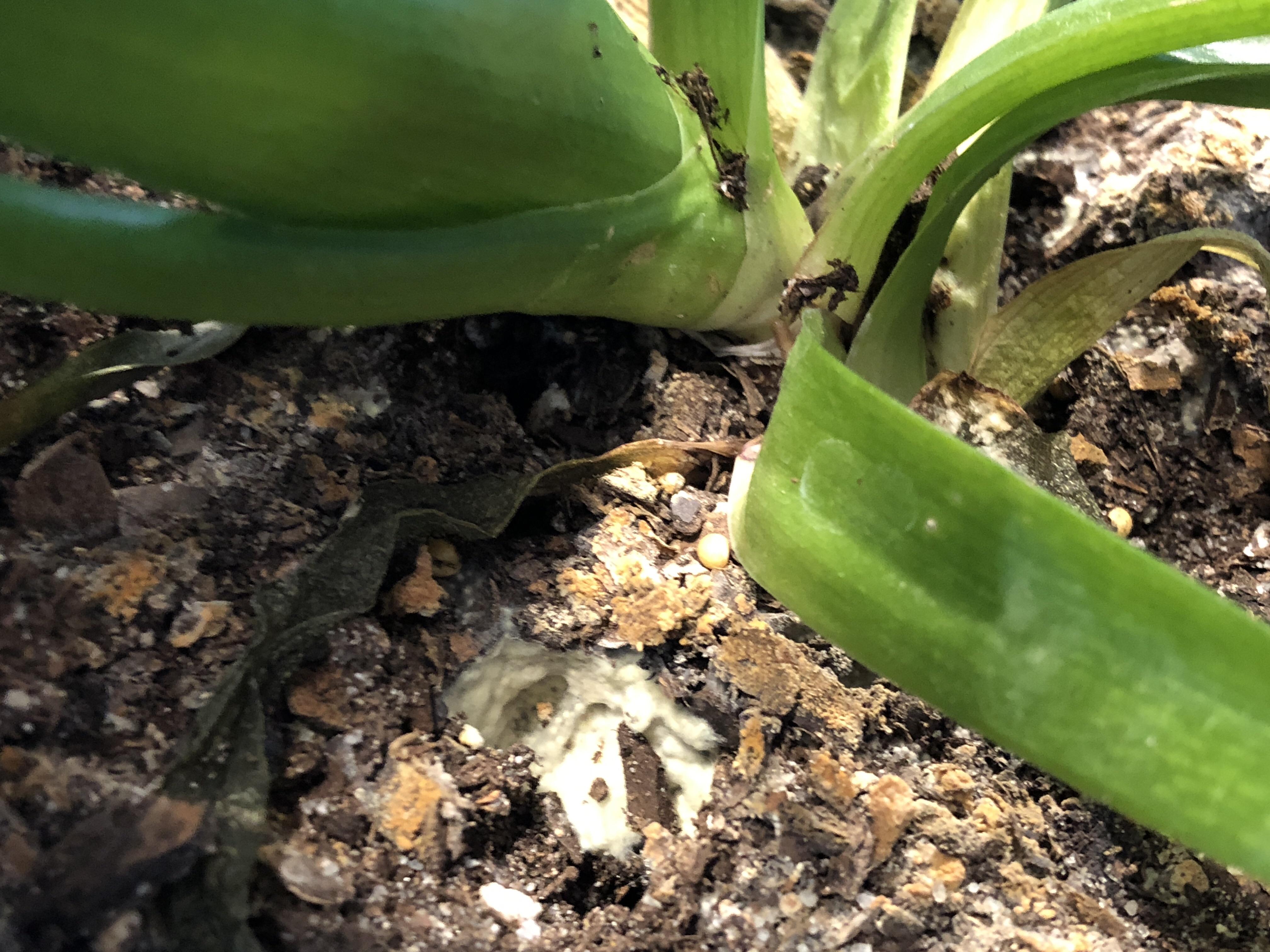 What is this yellow mold that is killing my aloe plant??? I tried