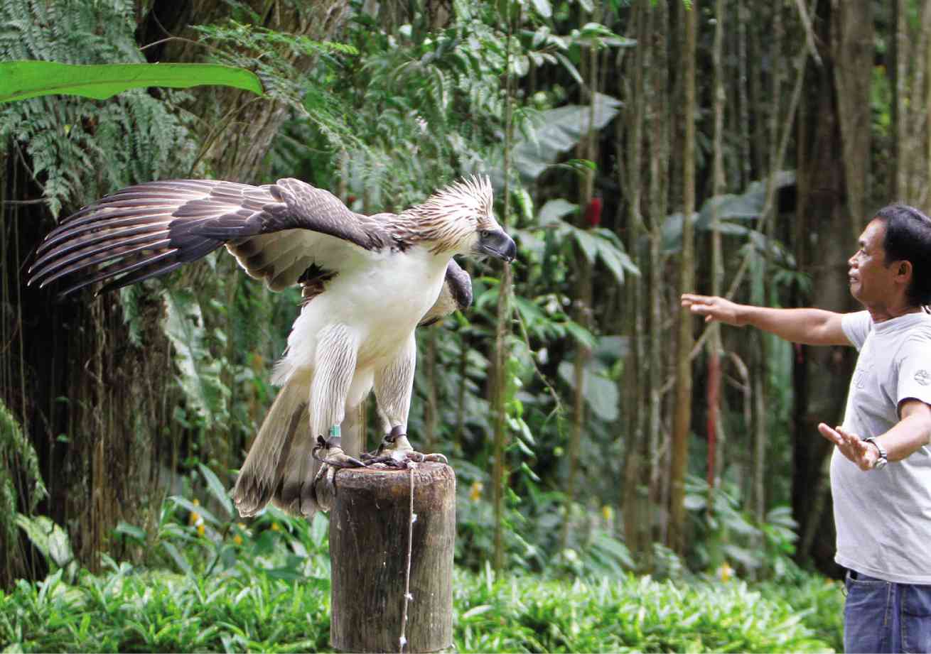 Size comparison between a human and a Philippine Eagle r/pics