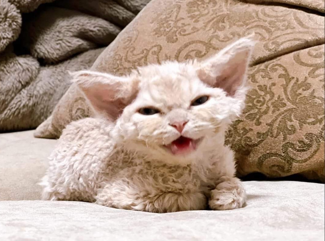 Cotton Cat r/anJoDelCo