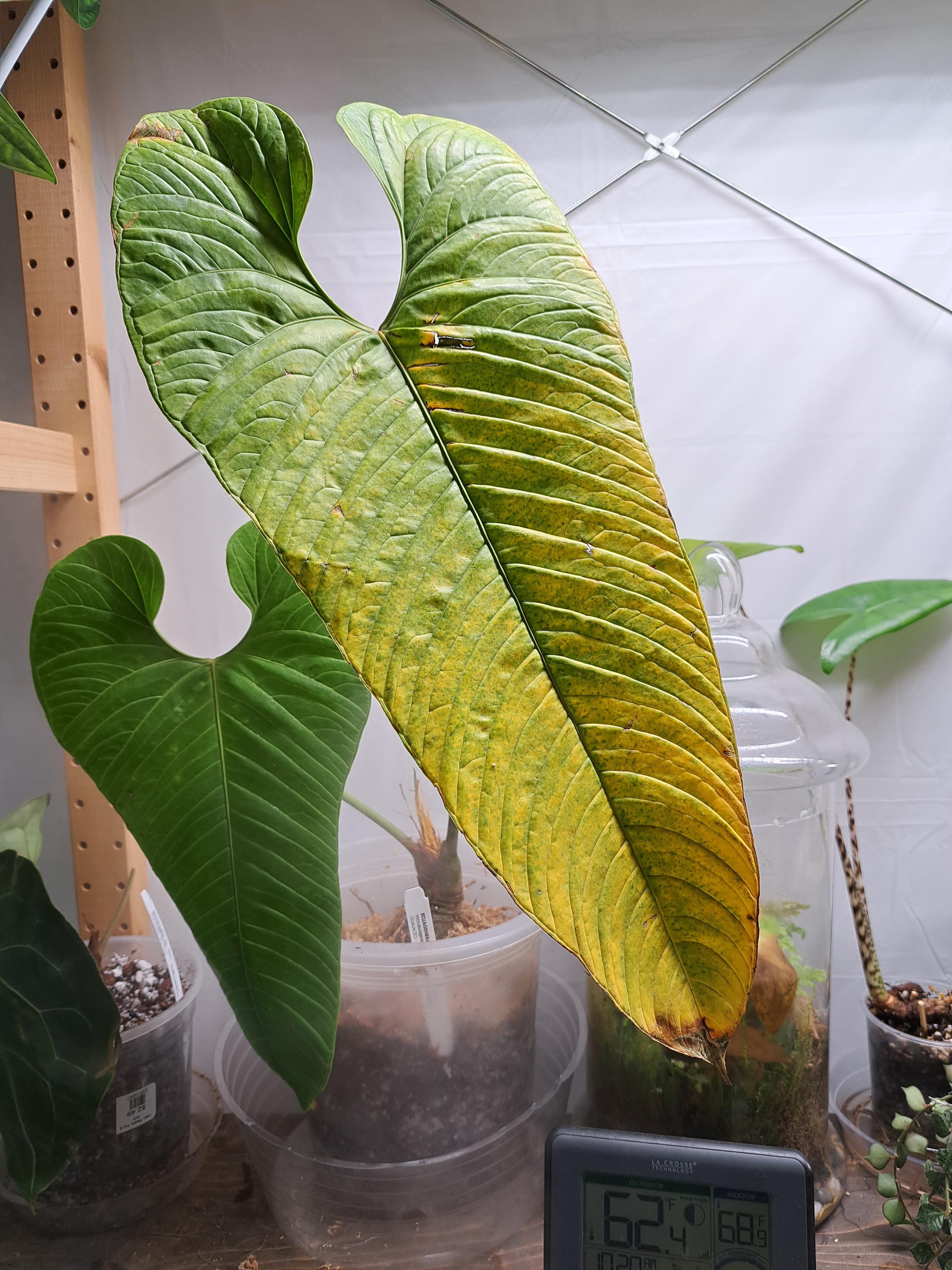 Should I chop the yellowing leaf? r/houseplants
