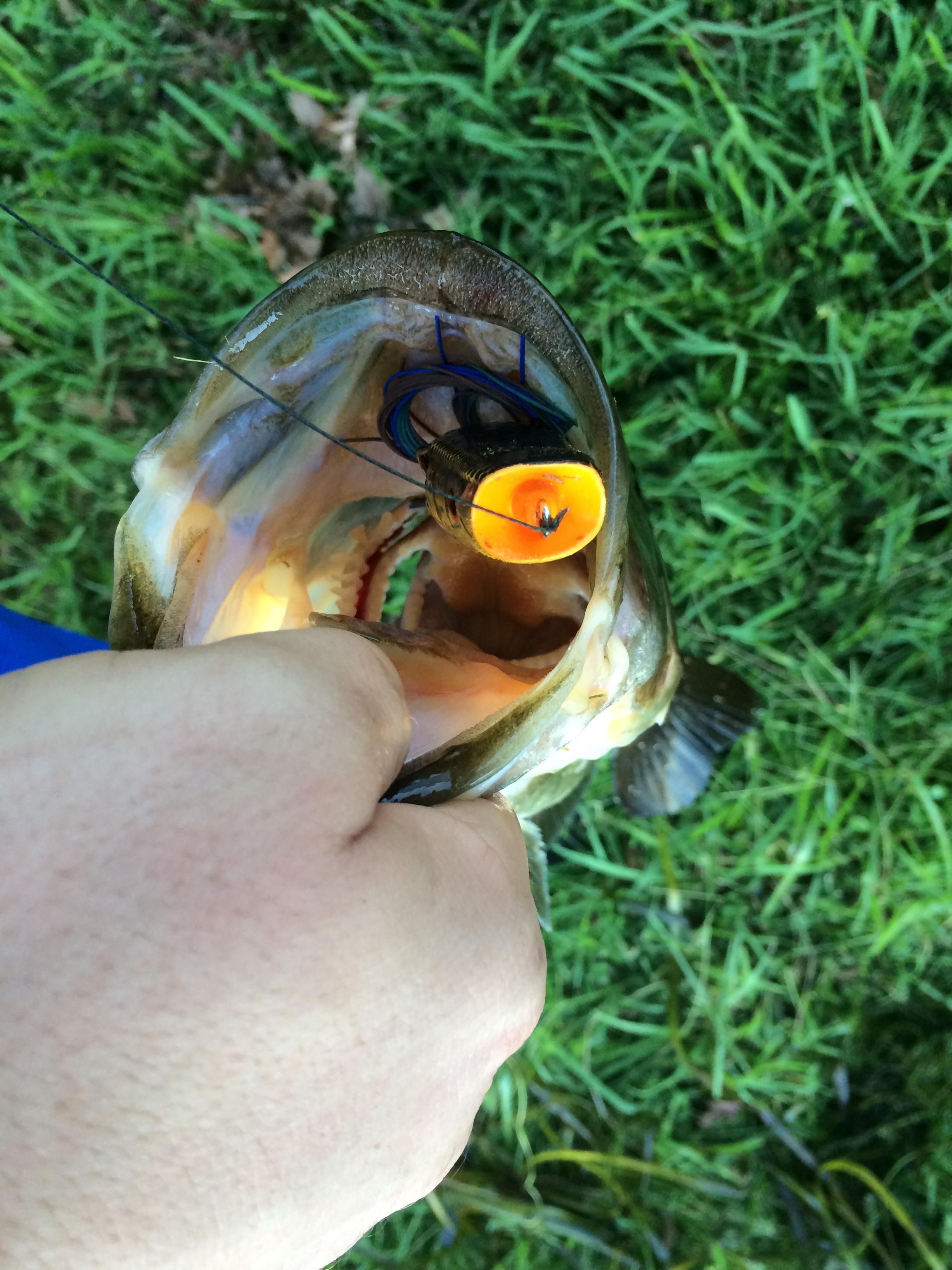 What a way to break in the Spro popping frog. r/bassfishing