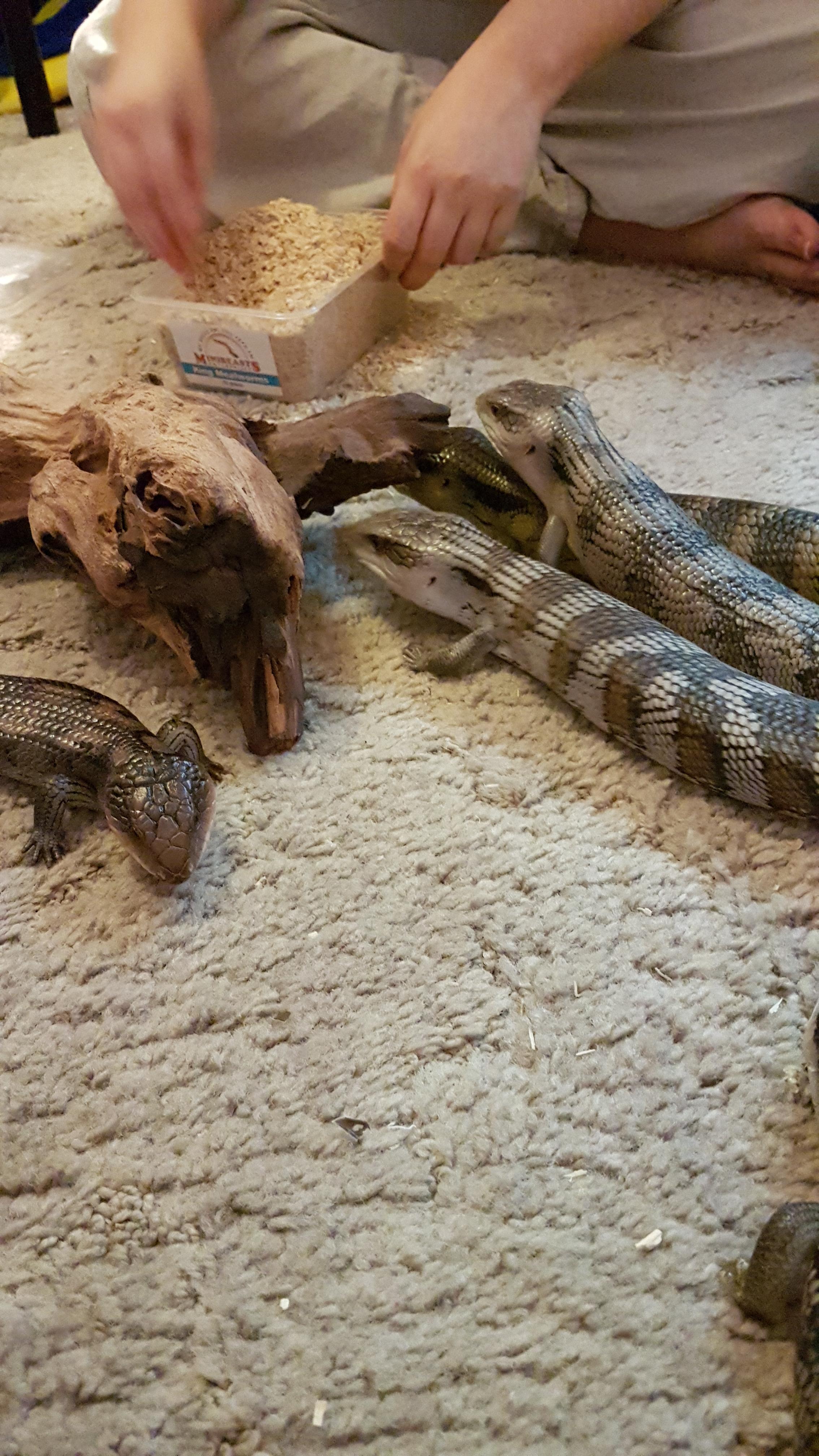 Feeding time r/reptiles
