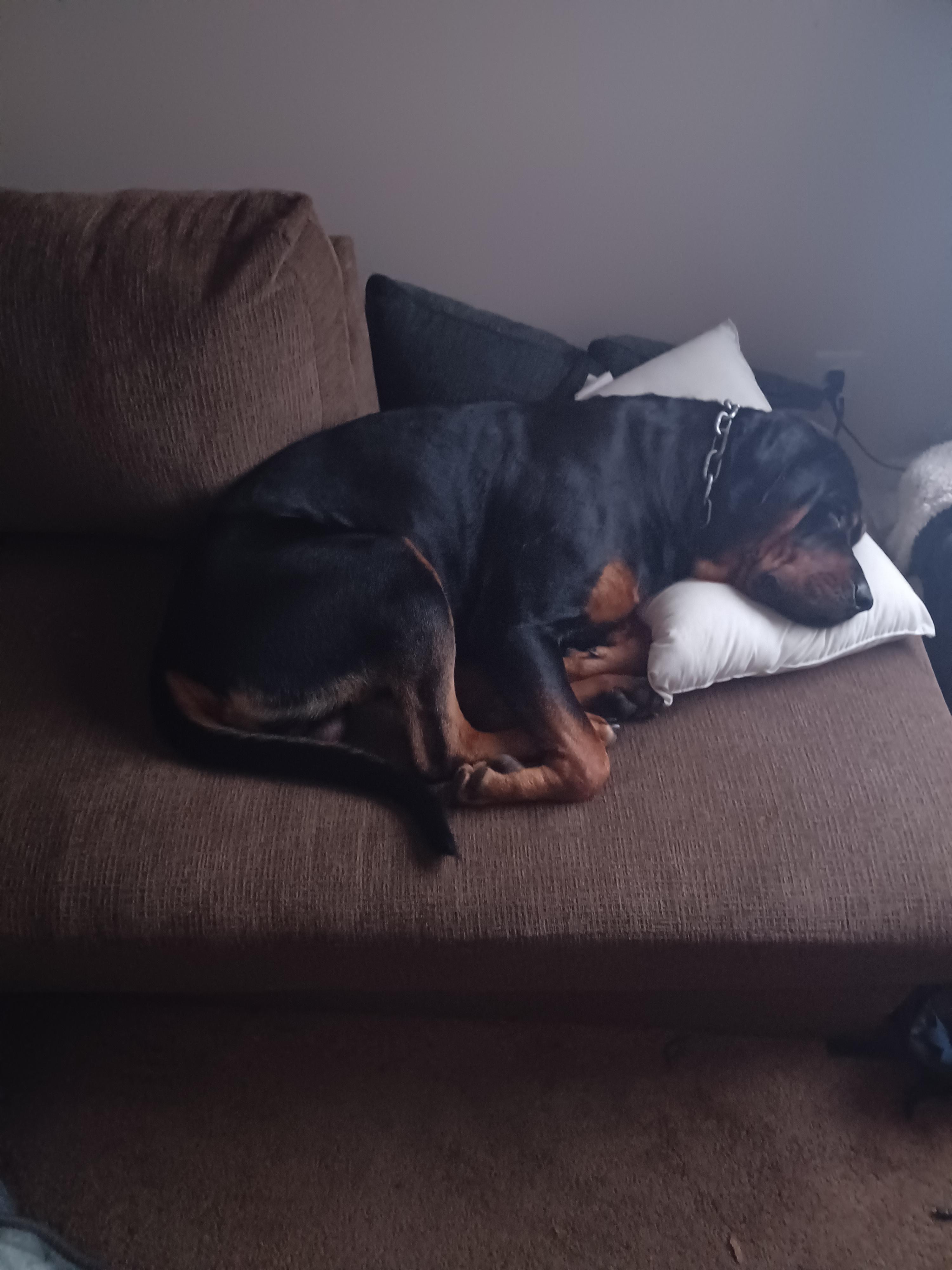 won't cuddle with me but sleeps with a pillow r/Rottweiler