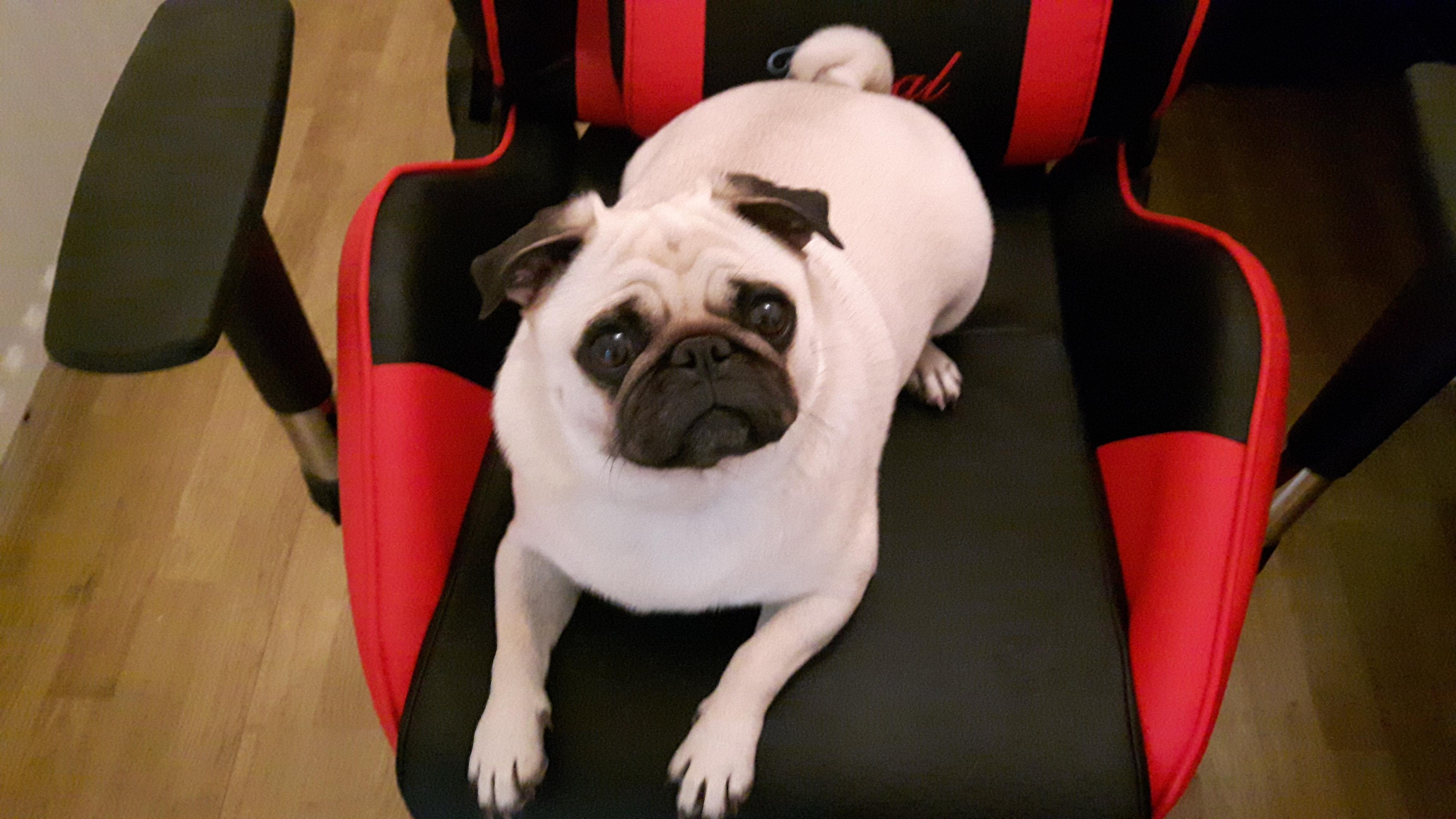 Puggy stole my gaming chair. r/pugs