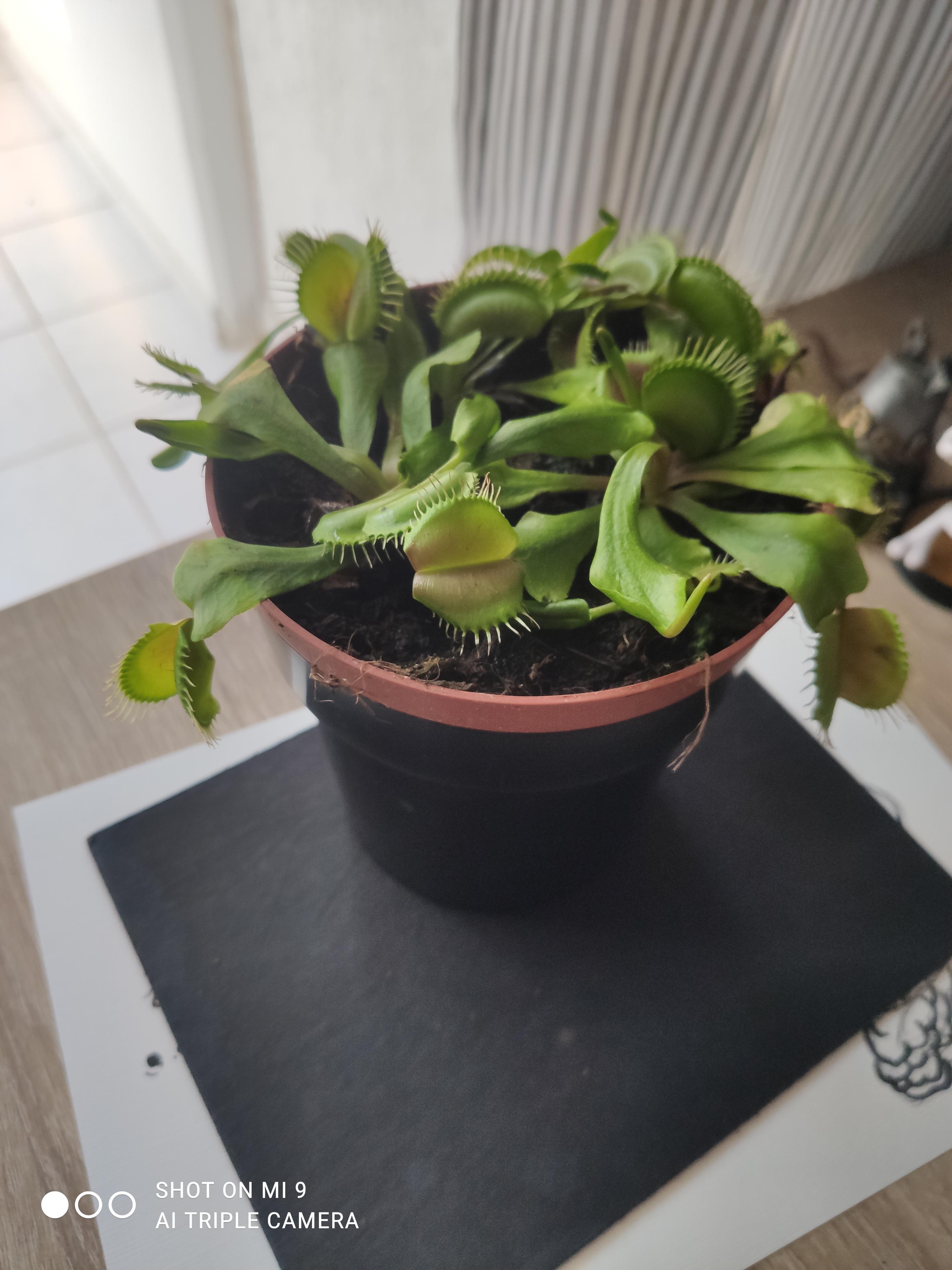 I bought this Venus fly trap from Ikea today and it seems a little dead