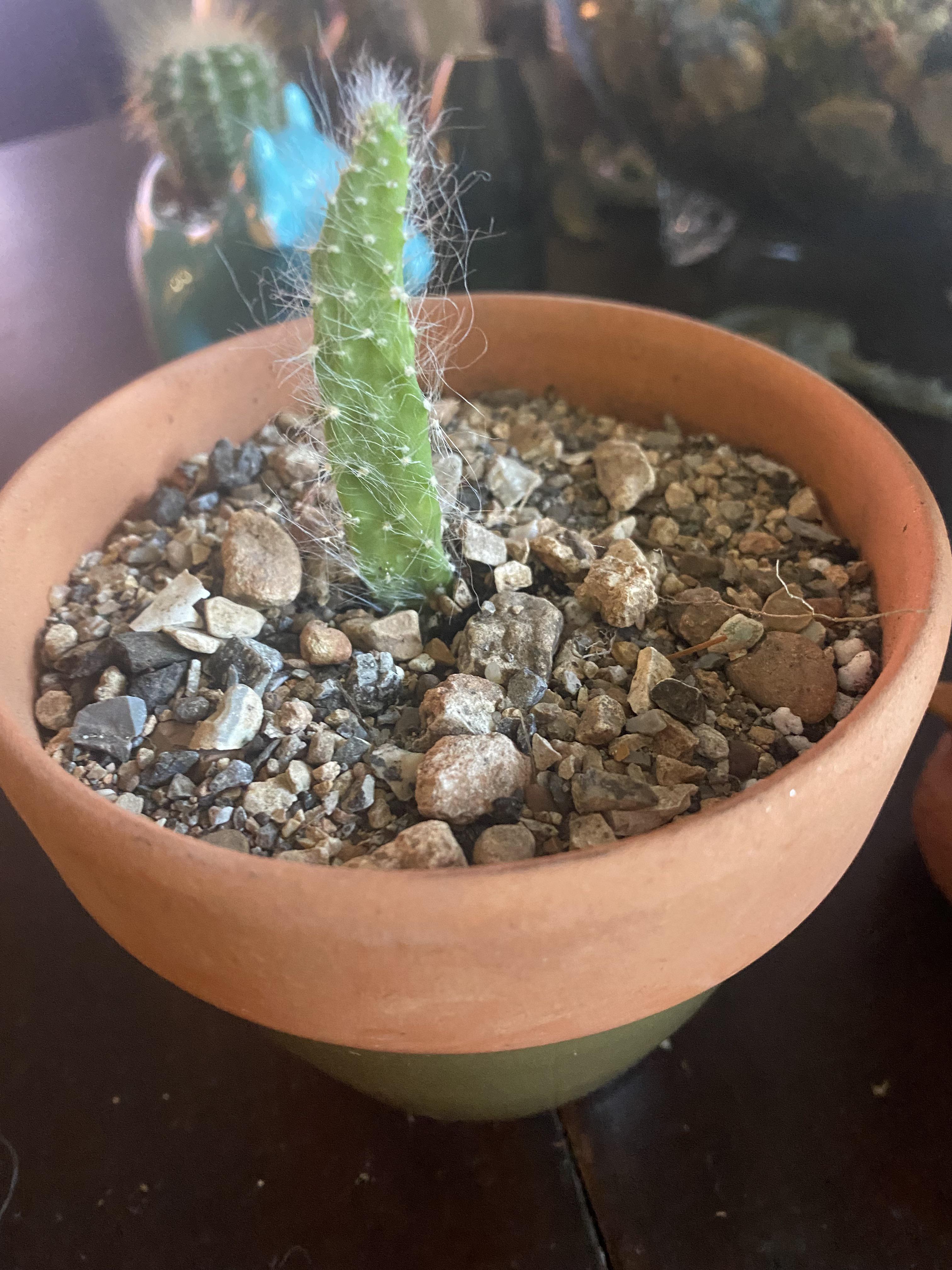 Cutting help needed. It’s in mostly perlite & cactus soil. About a week