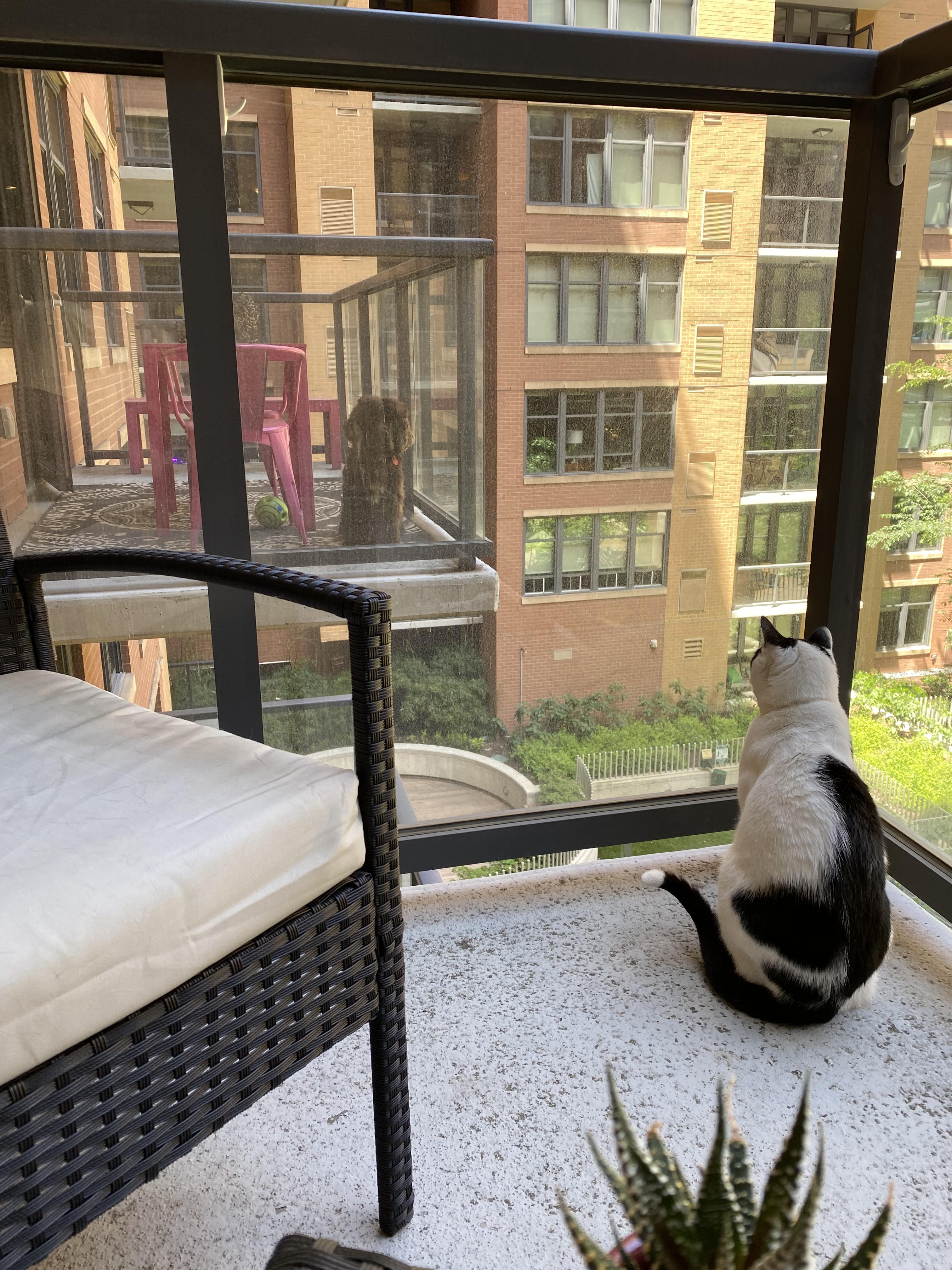 CatDog Quarantine Friendships 🥺💙 r/aww