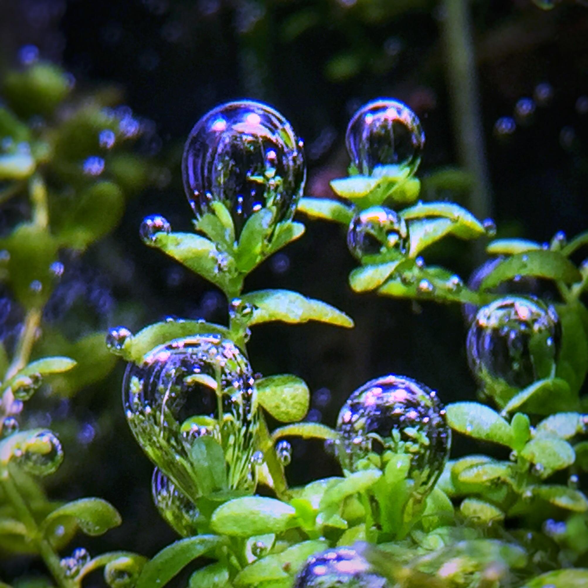 Pearling plants never get old! r/PlantedTank