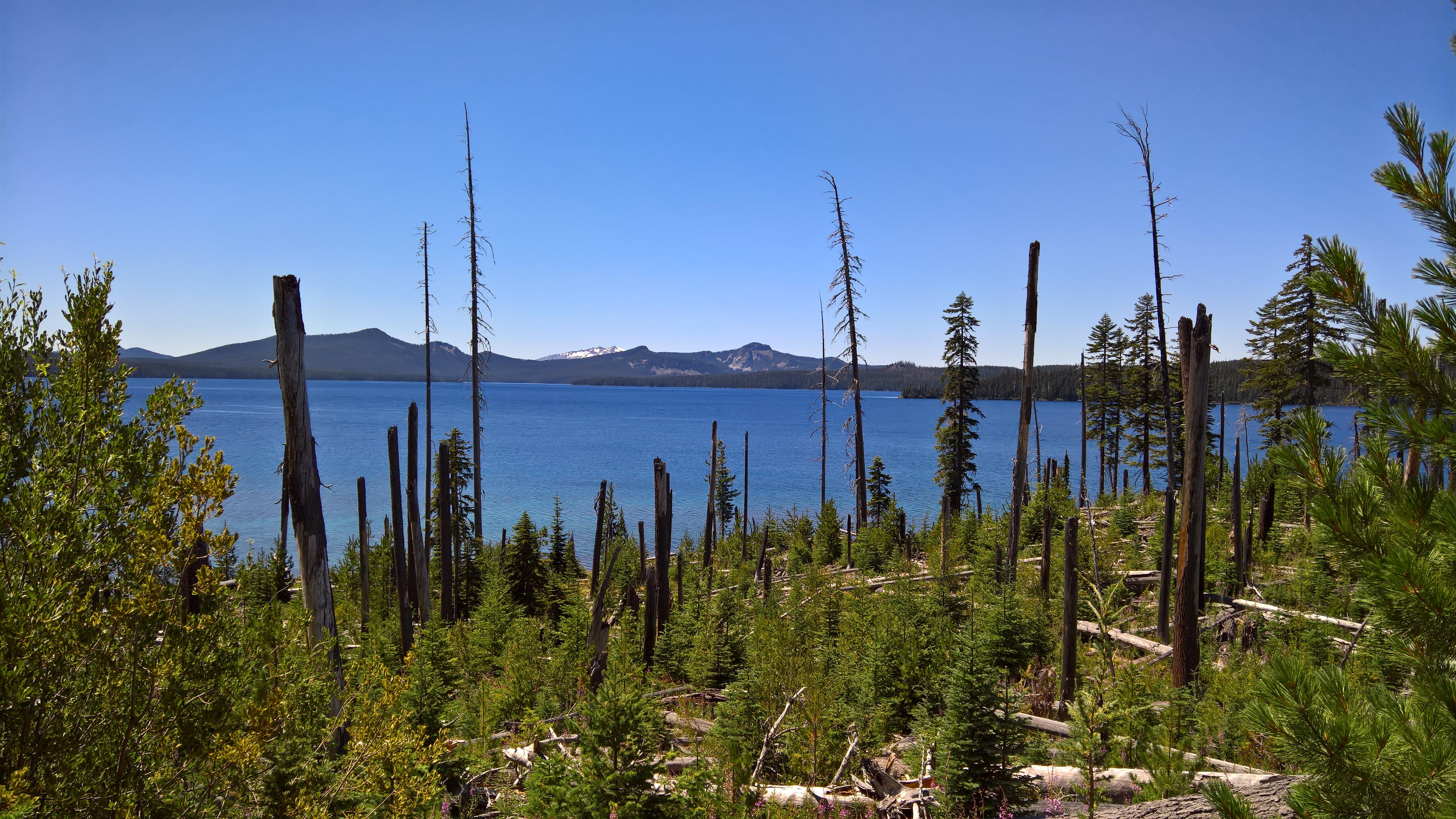 Waldo Lake burnt forest trail r/oregon
