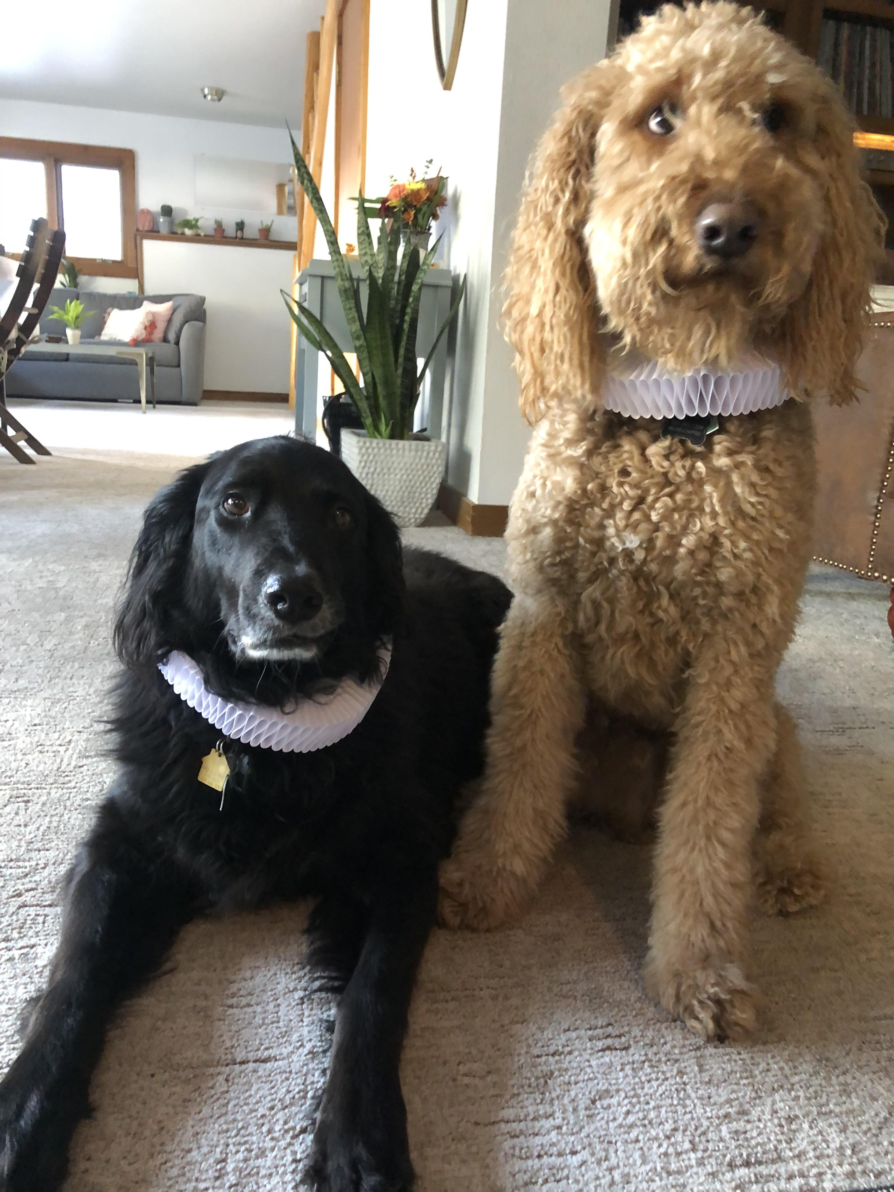 I made Elizabethanstyle ruffled collars for my dogs, just because. r