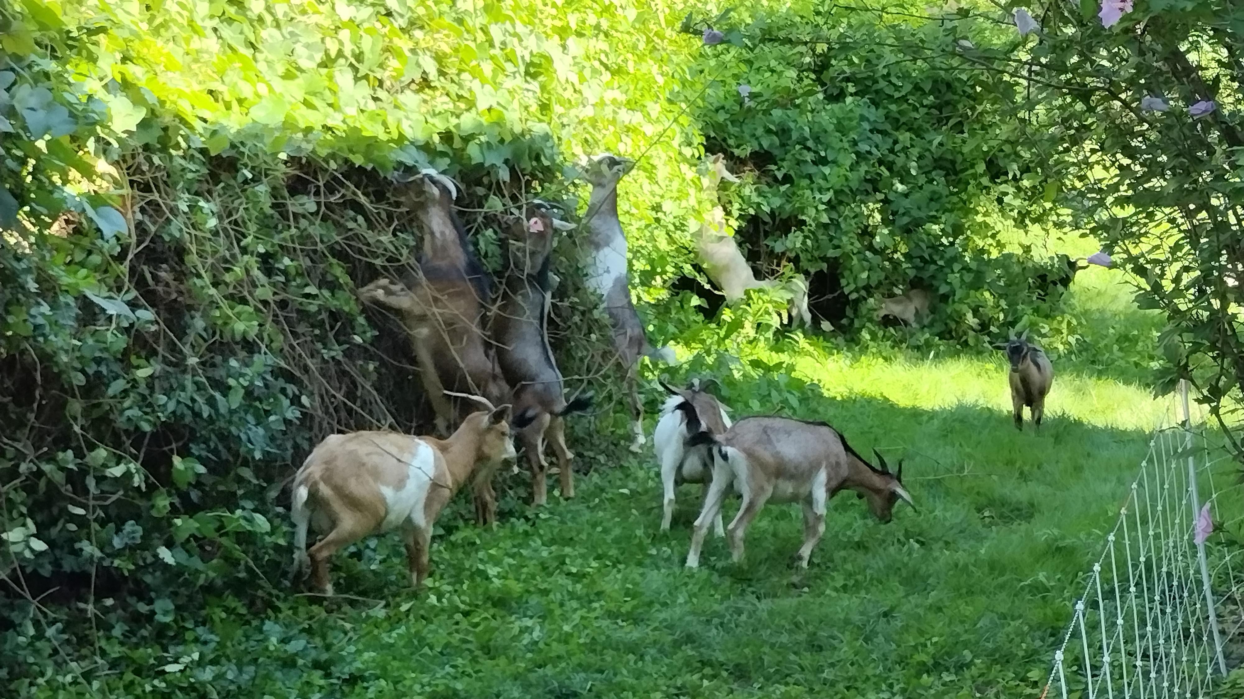 Fun Fact, you can rent goats to clear brush off your property. They eat