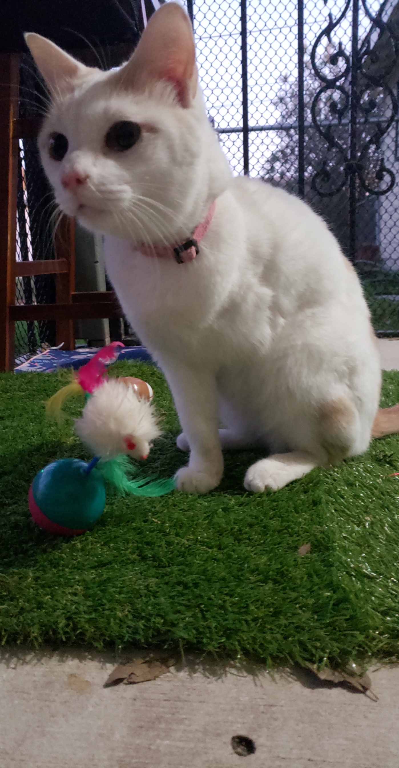 My tripod kitty LOVES this cat toy but I can't seem to