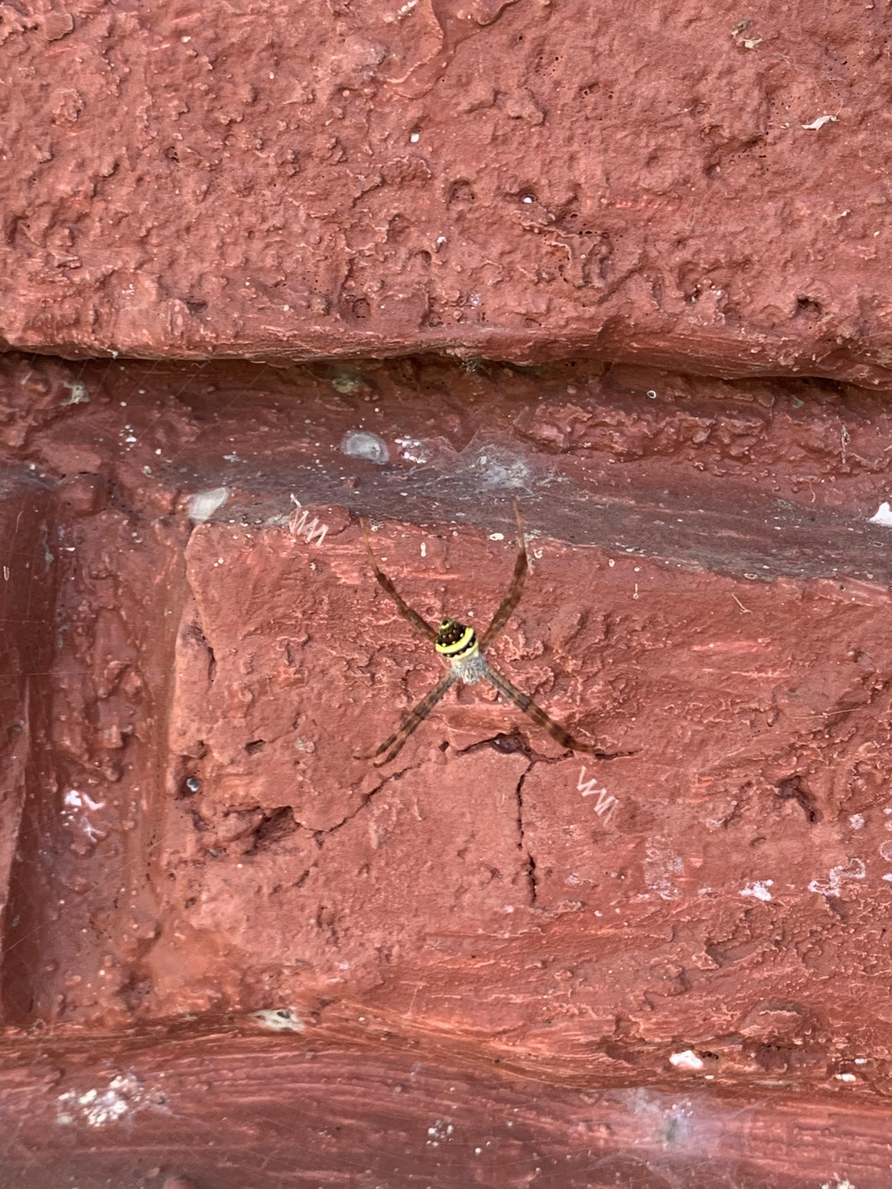 What kind of Spider is this? 4-5 cms in size : r/Entomology