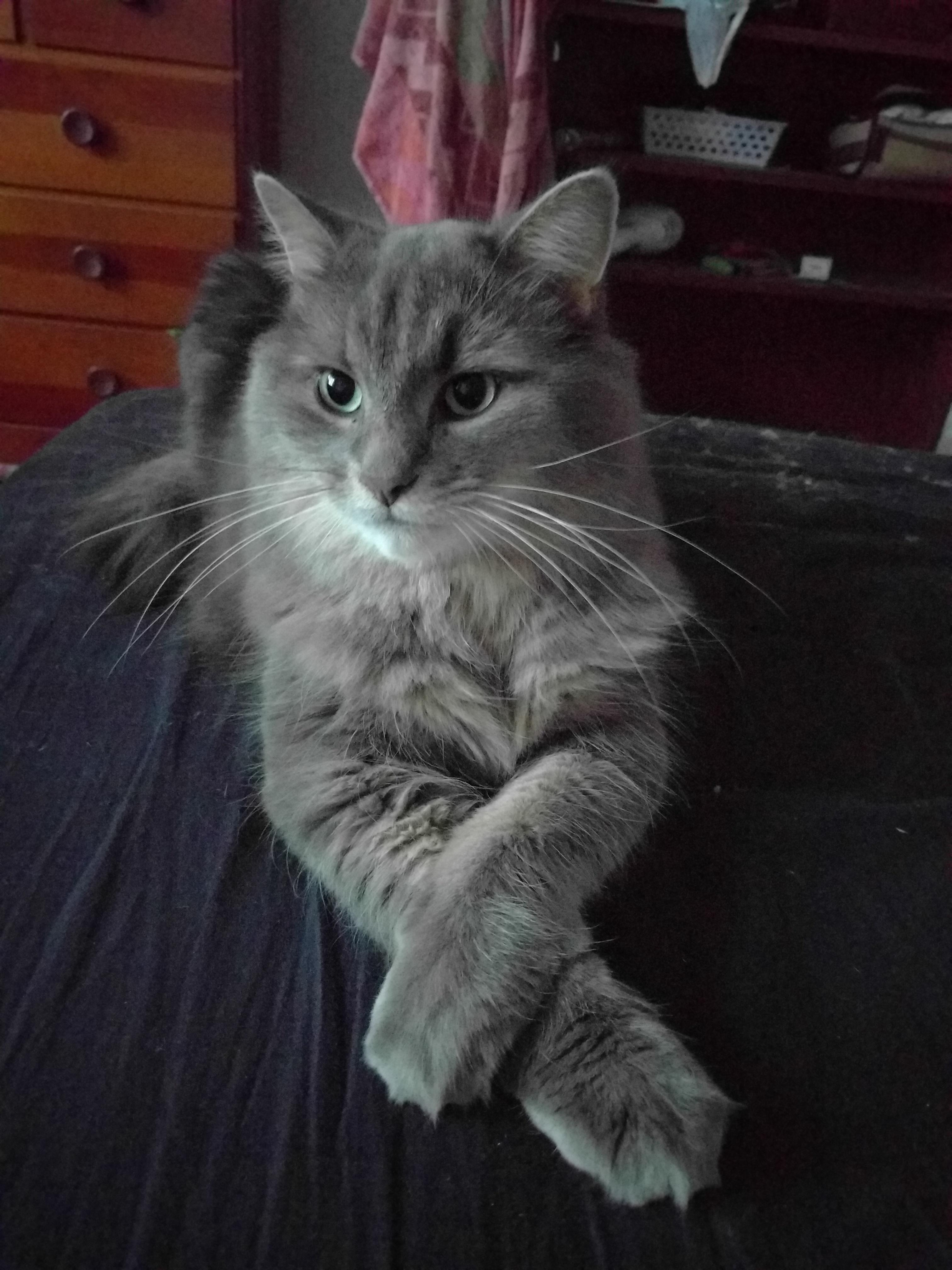 Kingsley likes to sit with his paws crossed r/cats