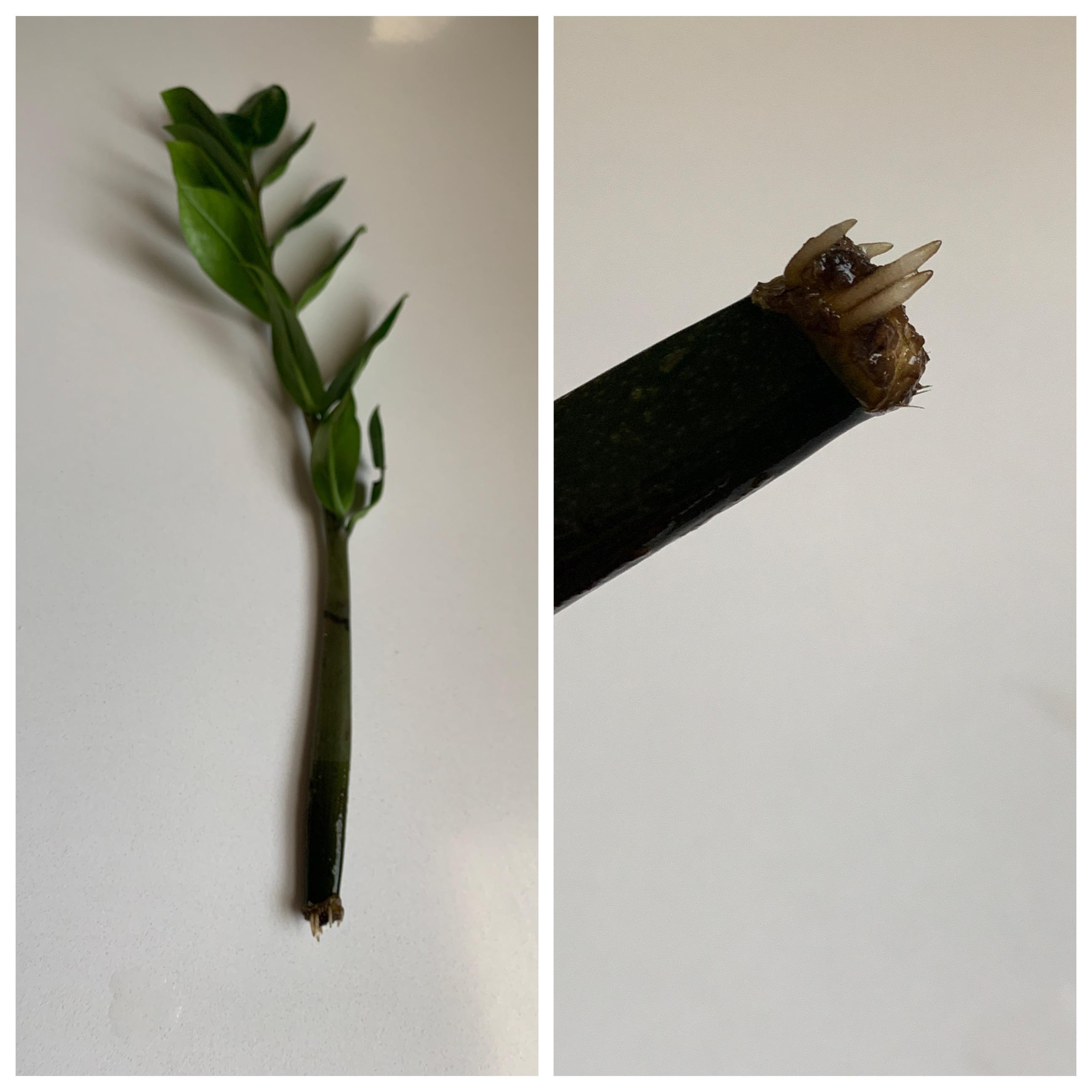 A piece of my ZZ plant broke off when I reported. I put it in water. It