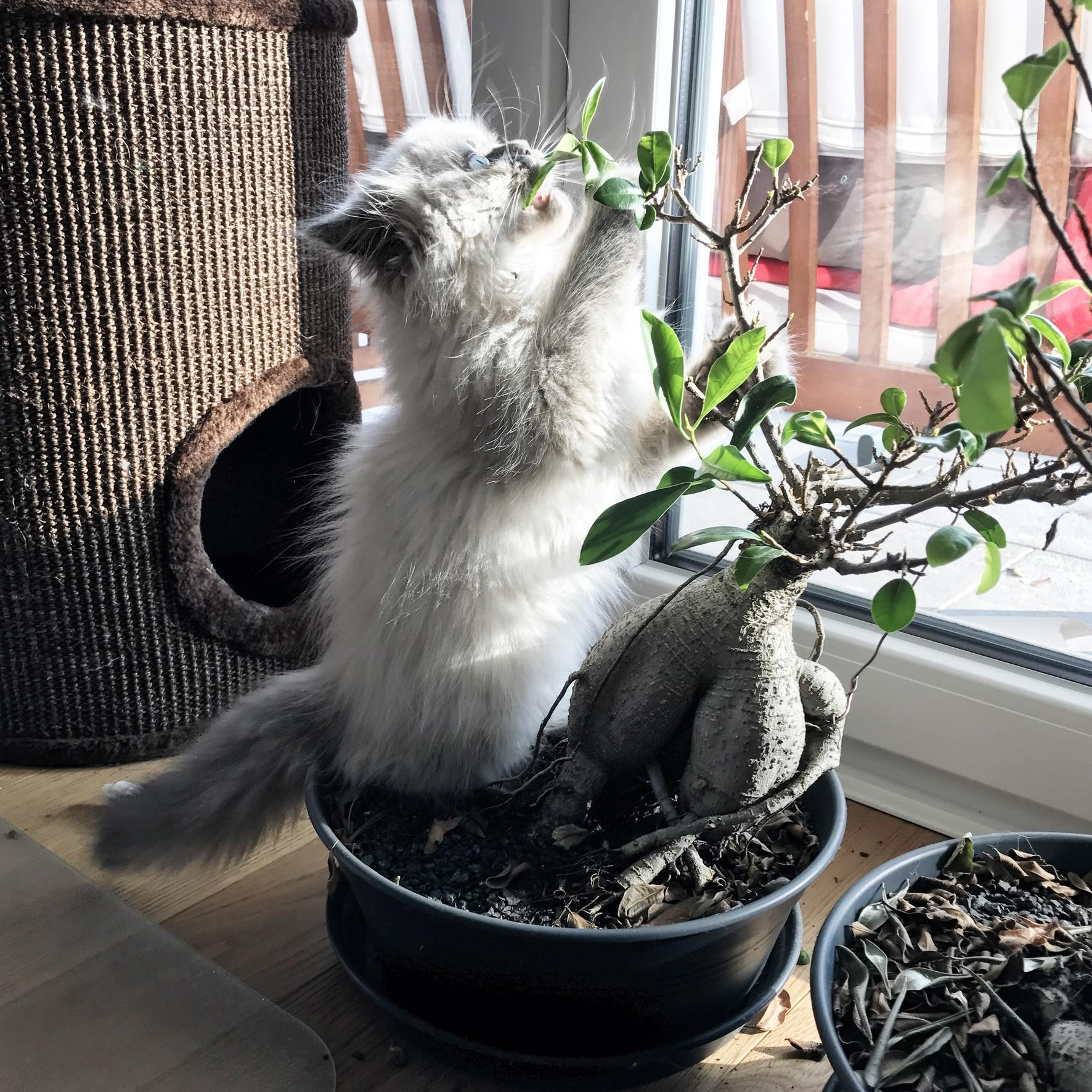 Bonsaicat water often, sun is Needs a lot of care and