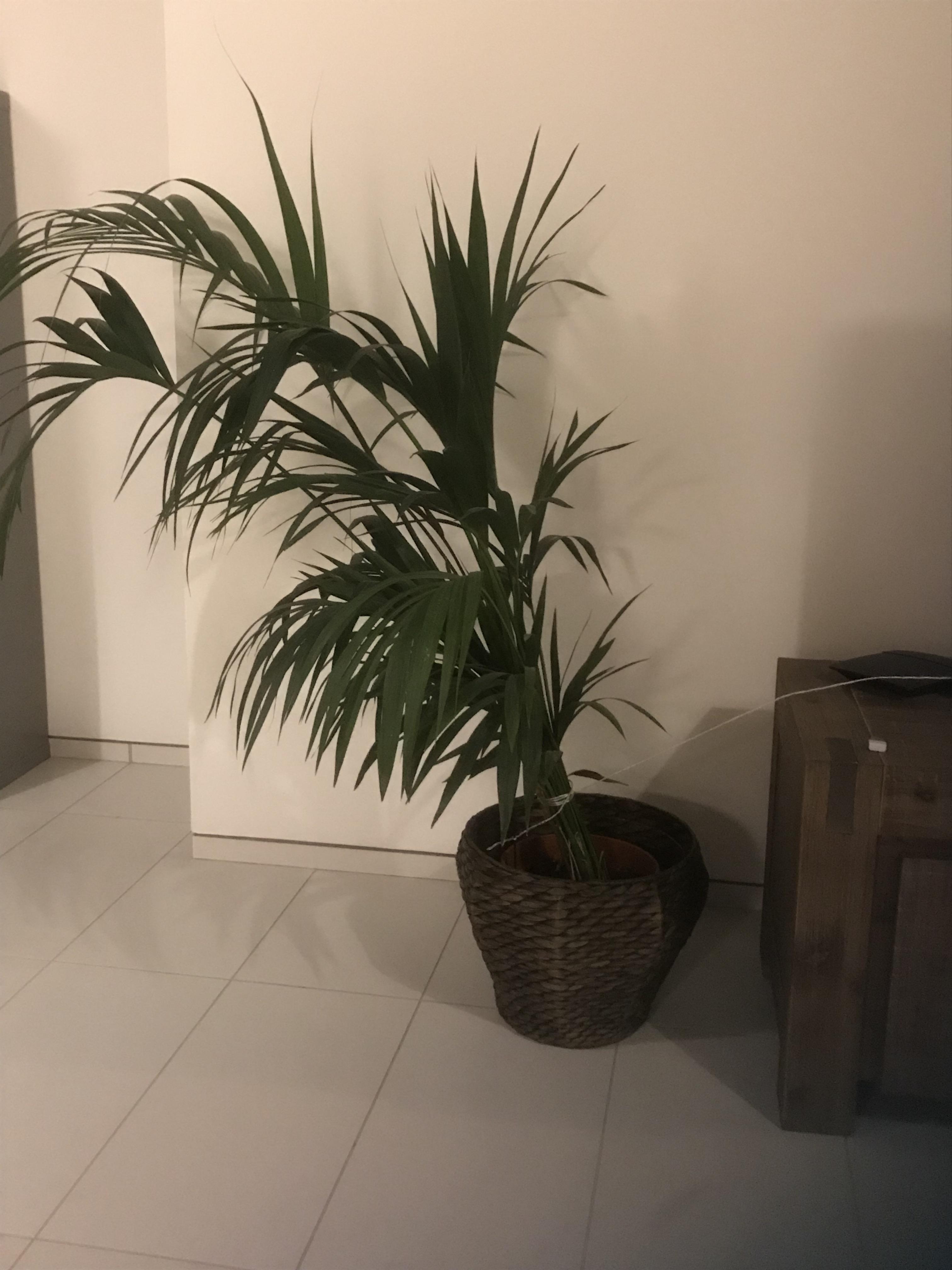Help needed. Why is my plant leaning over? Does it need a bigger pot