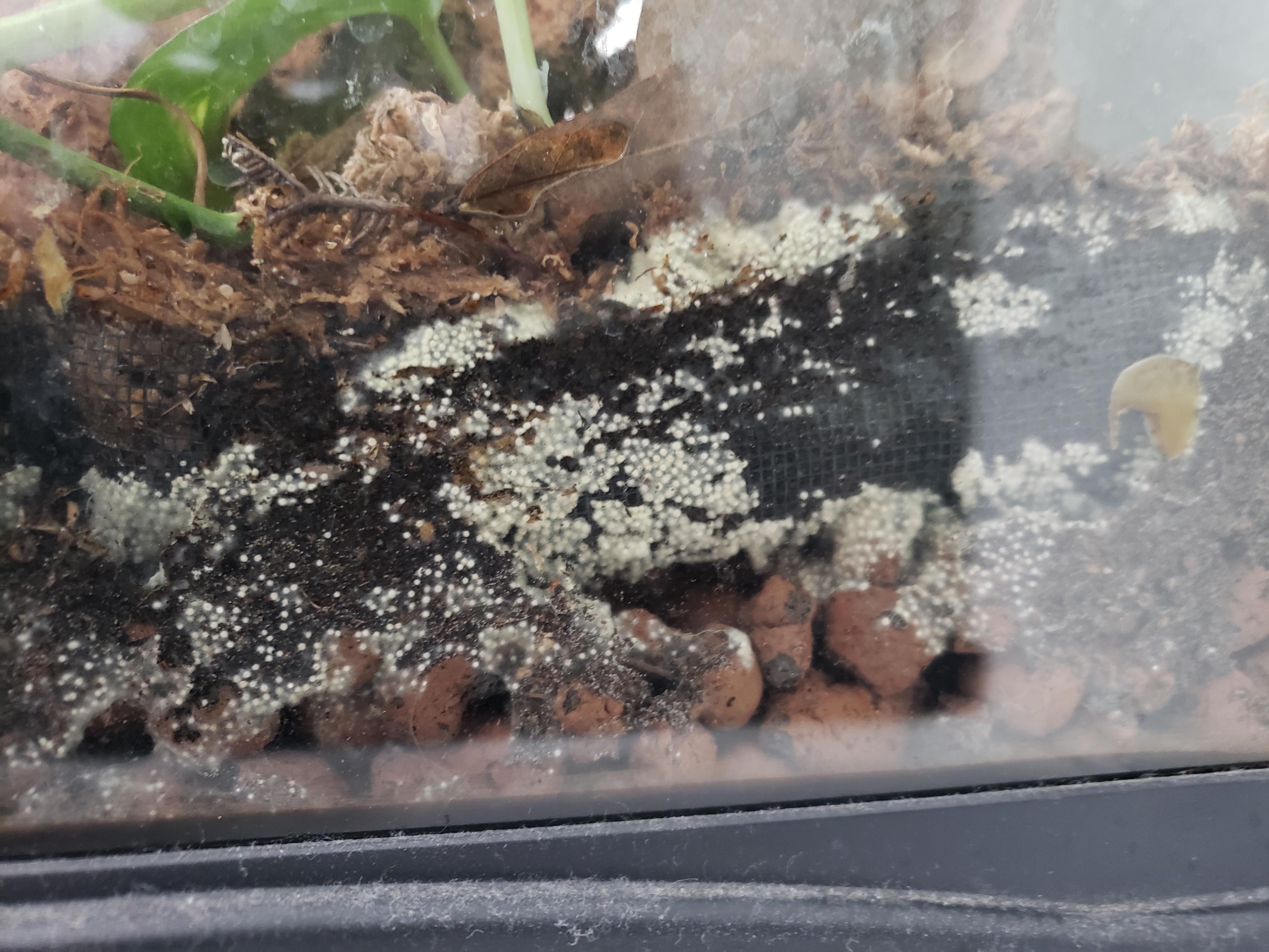 Bioactive terrarium full of these eggs. Are they pests or speingtail