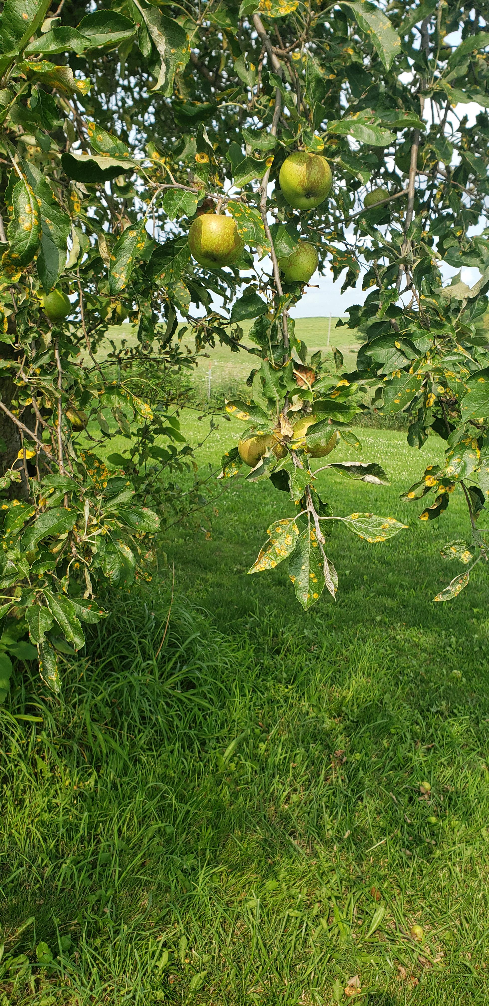 Apple tree leaves turning yellow. Bug infestation? r/plantclinic
