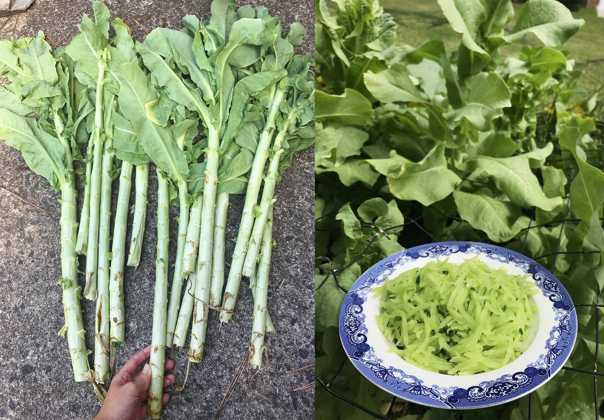 Celtuce (asparagus lettuce) harvest and the resulting dish r/gardening