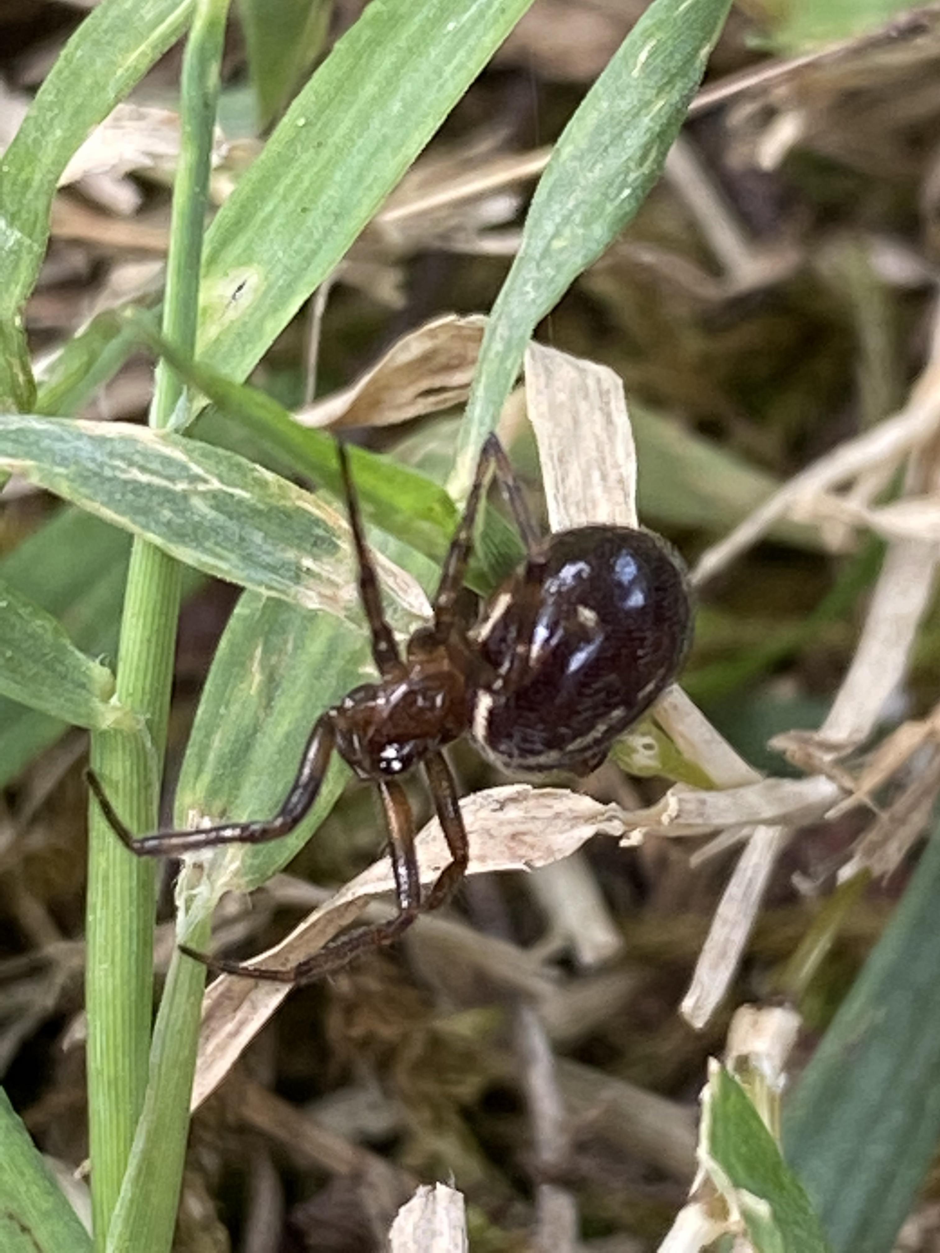 Please help identify. Small dark brown white white line down back about