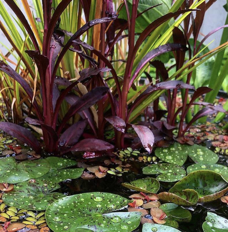 What is the name of this red emerging plant? r/ponds