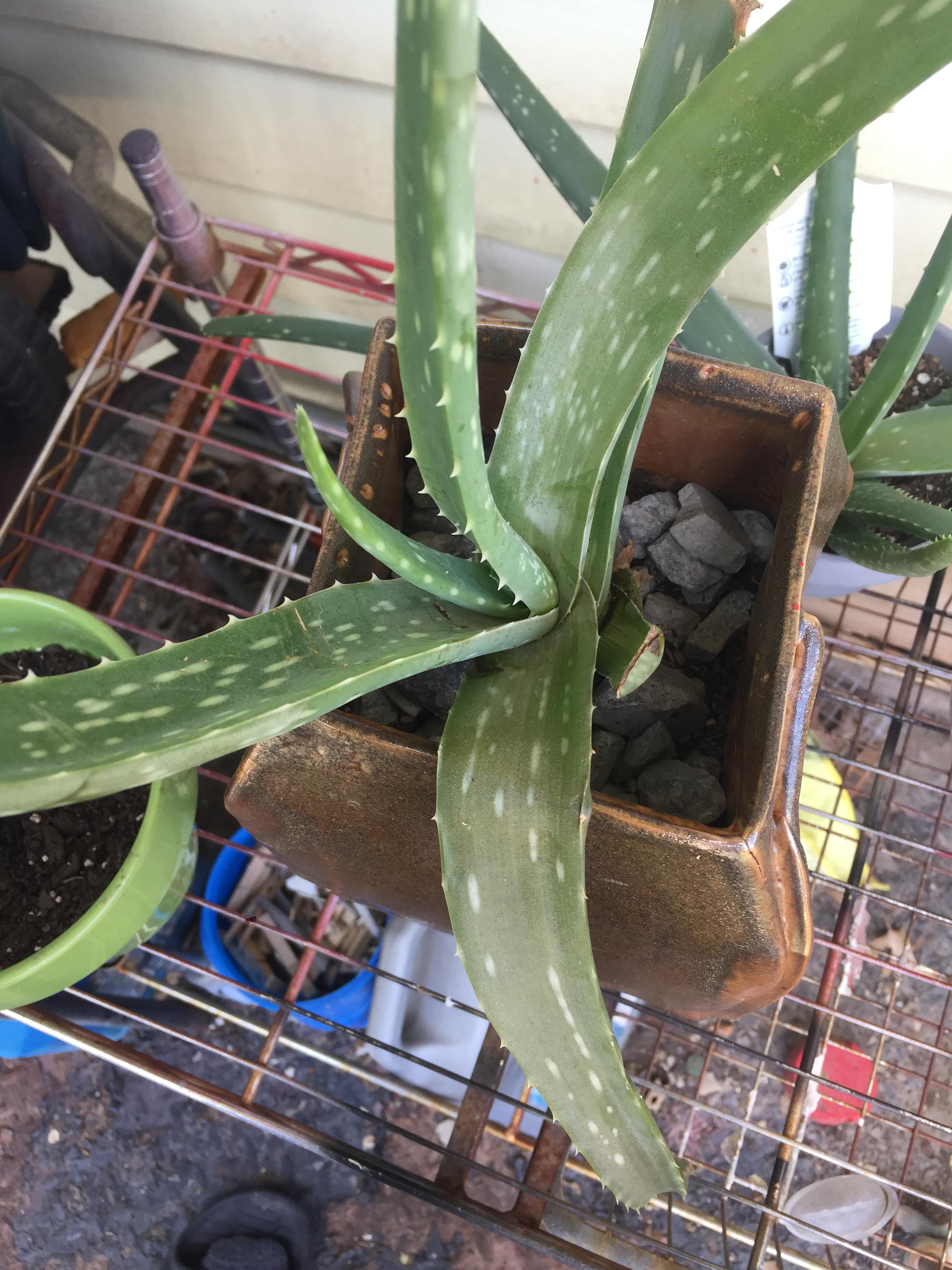 My aloe has white spots and is browning a little! He gets watered once