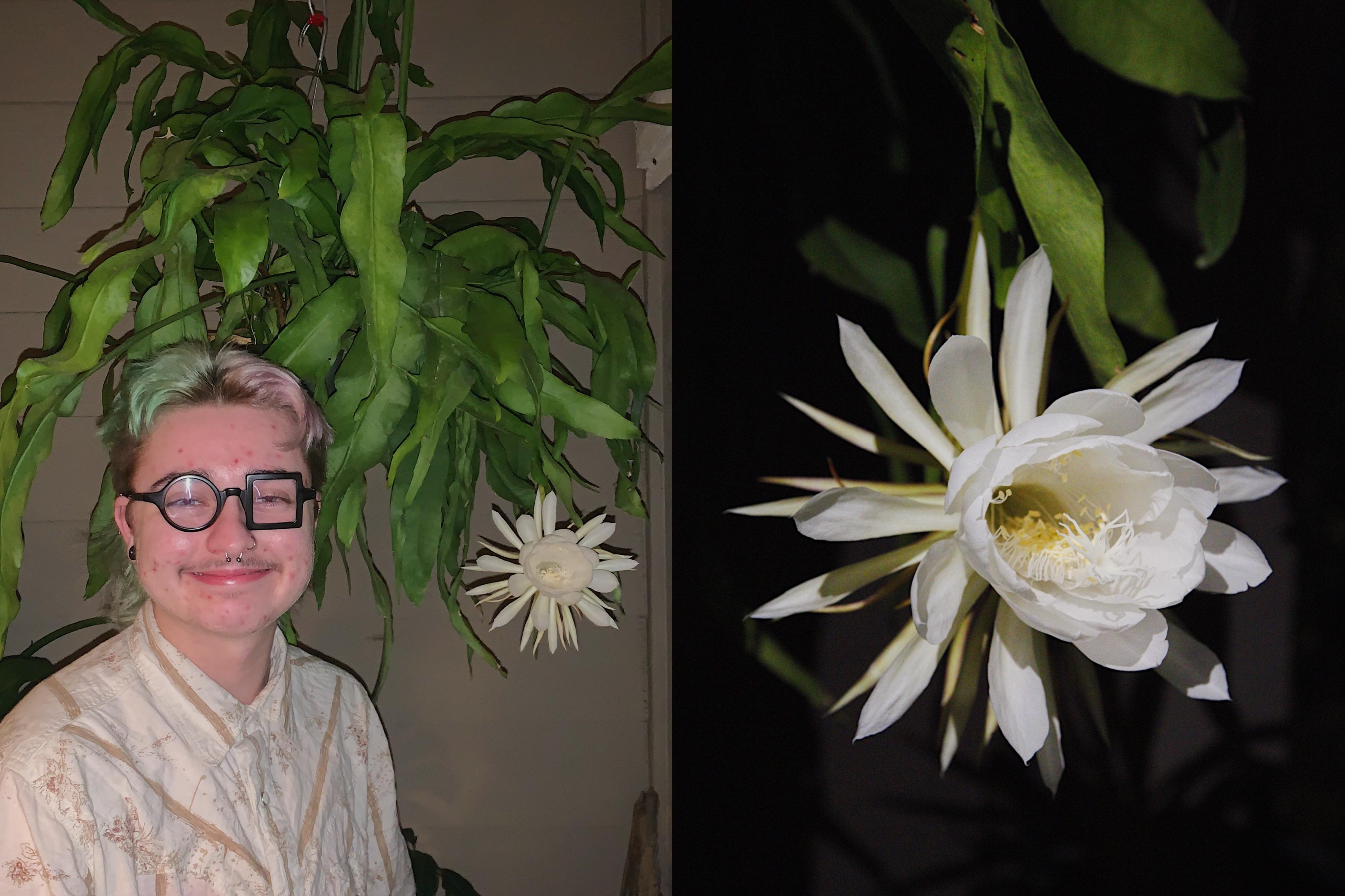 my orchid cactus bloomed! epiphyllum oxypetalum blooms are known for
