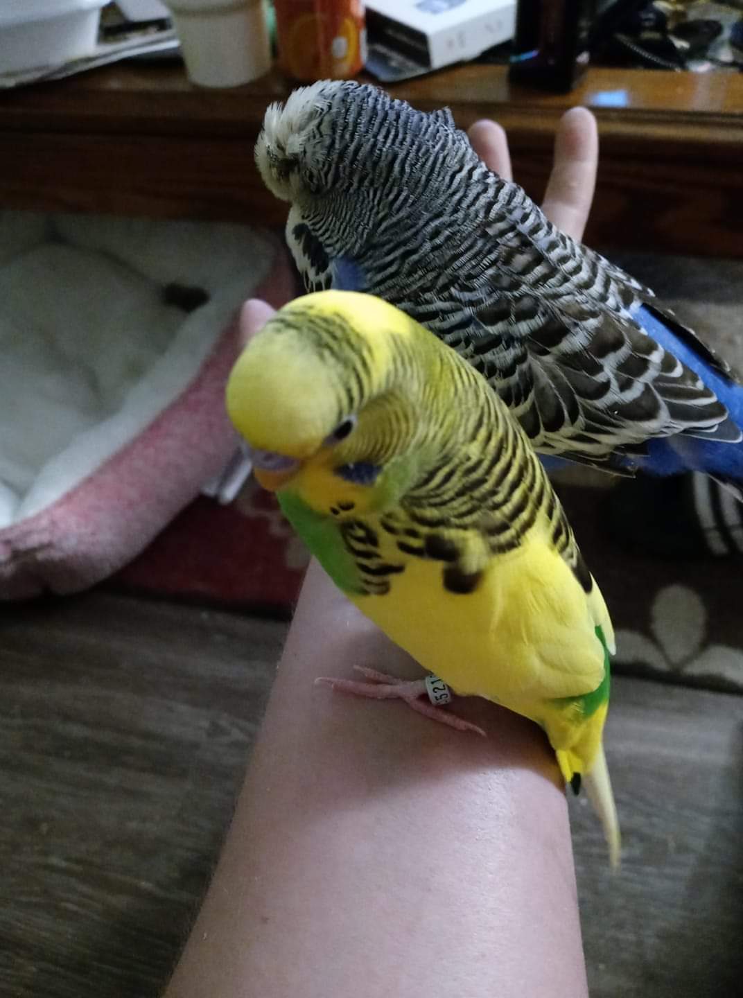 I was told in a fb group that you cant put a harness on your budgie but
