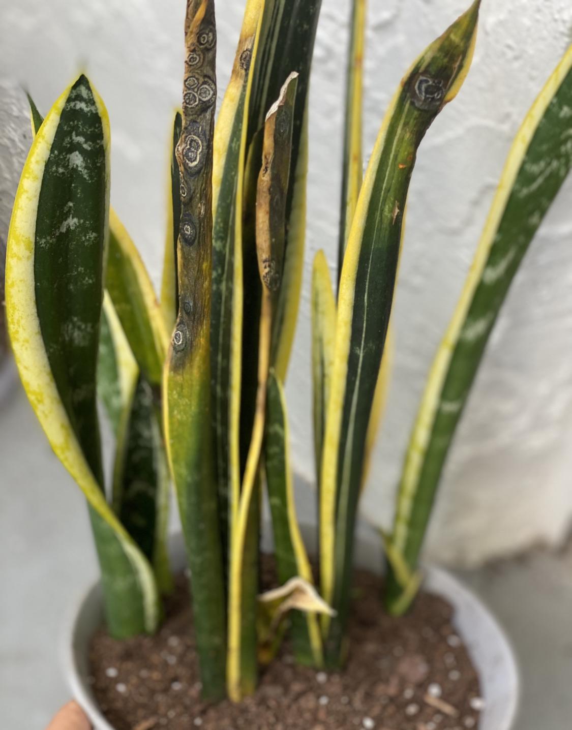 What is happening to my snake plant? Two days ago it just had those