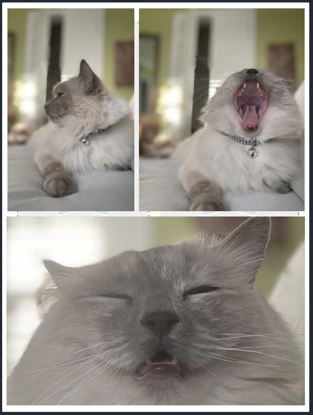 A yawn in three acts r/ragdolls