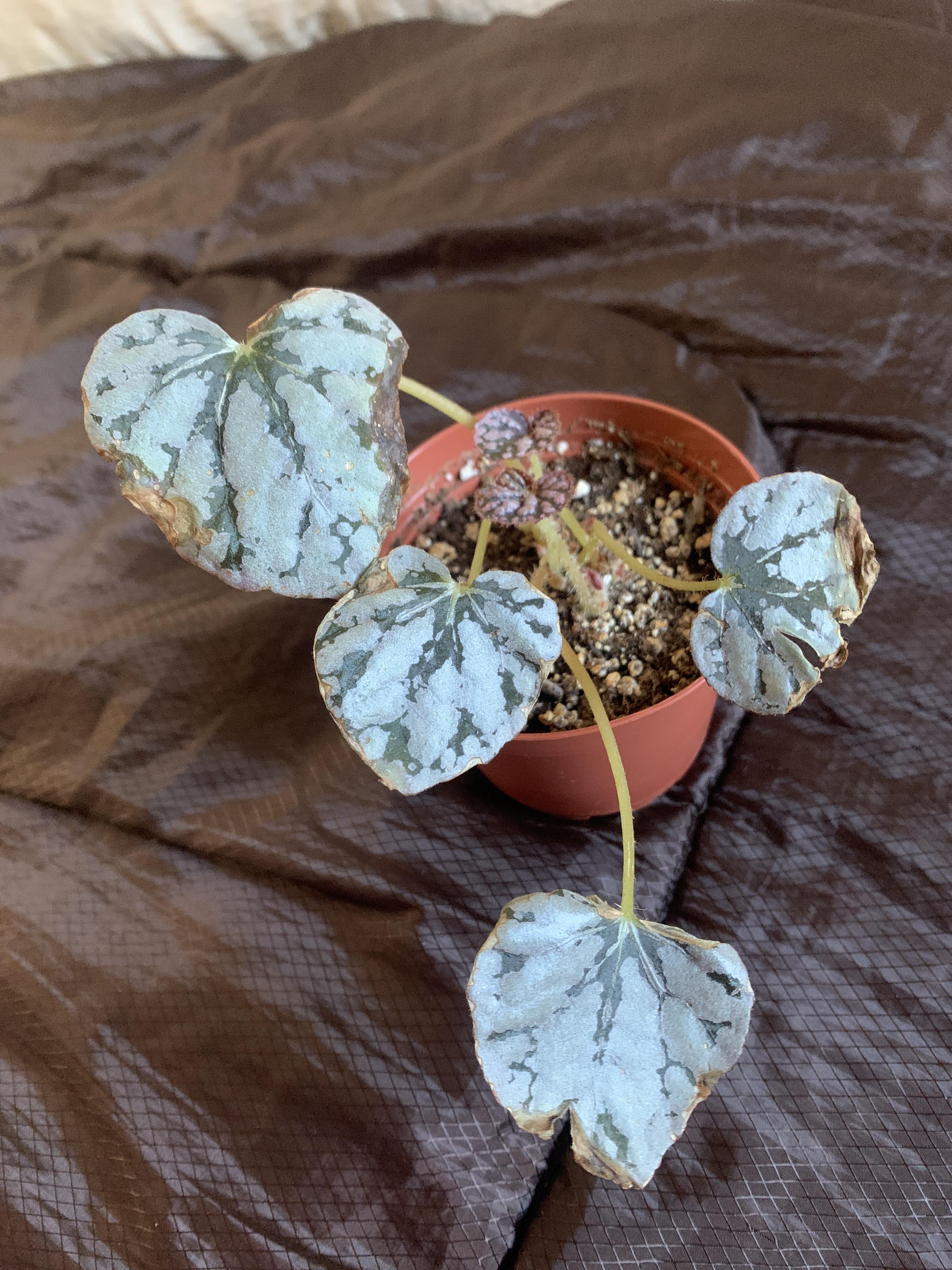 Why are the leaves browning on my Begonia silver dollar? r/begonias