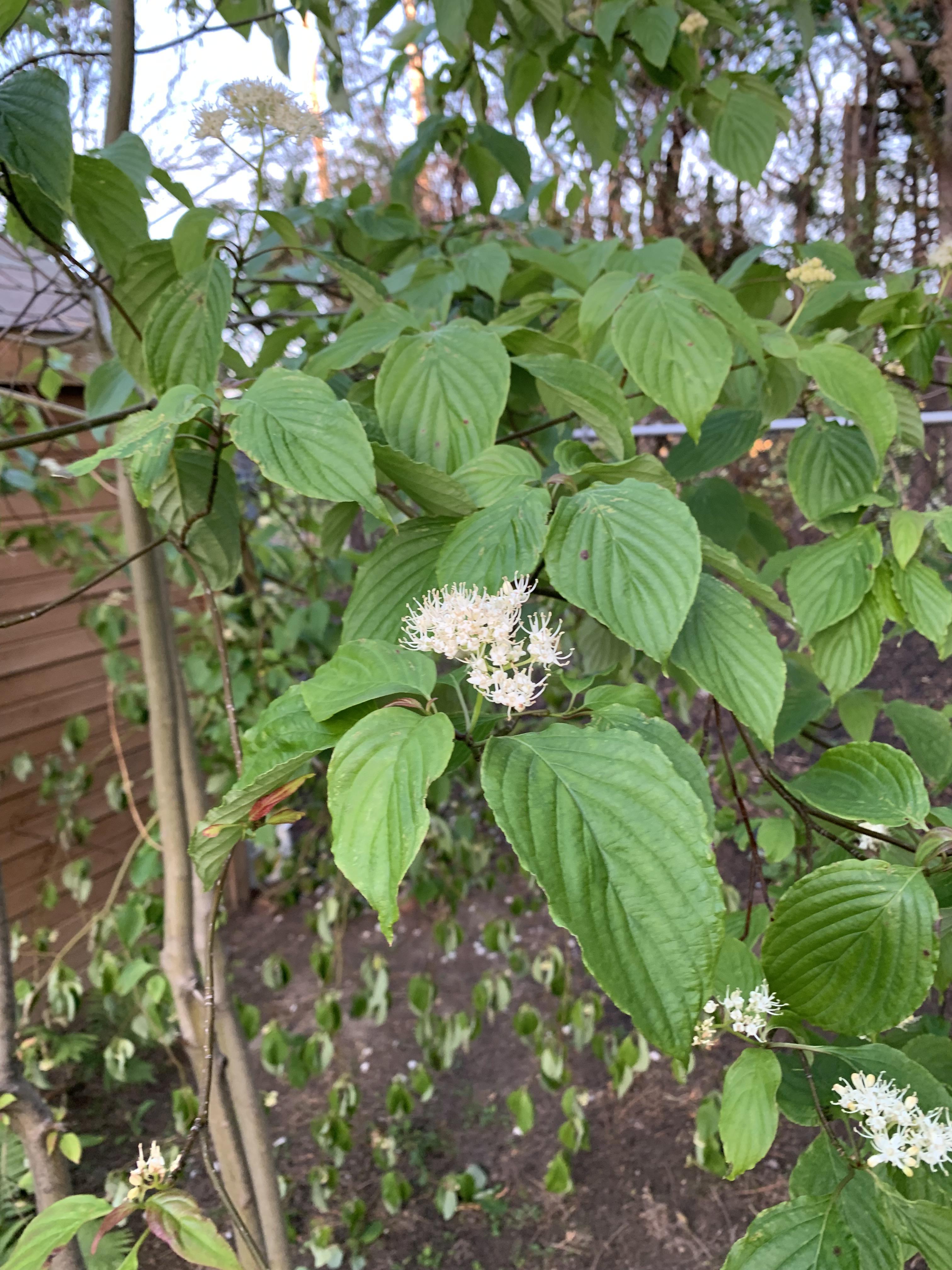 Live in Ottawa, wondering what the tree/bush this might be? Thx! r