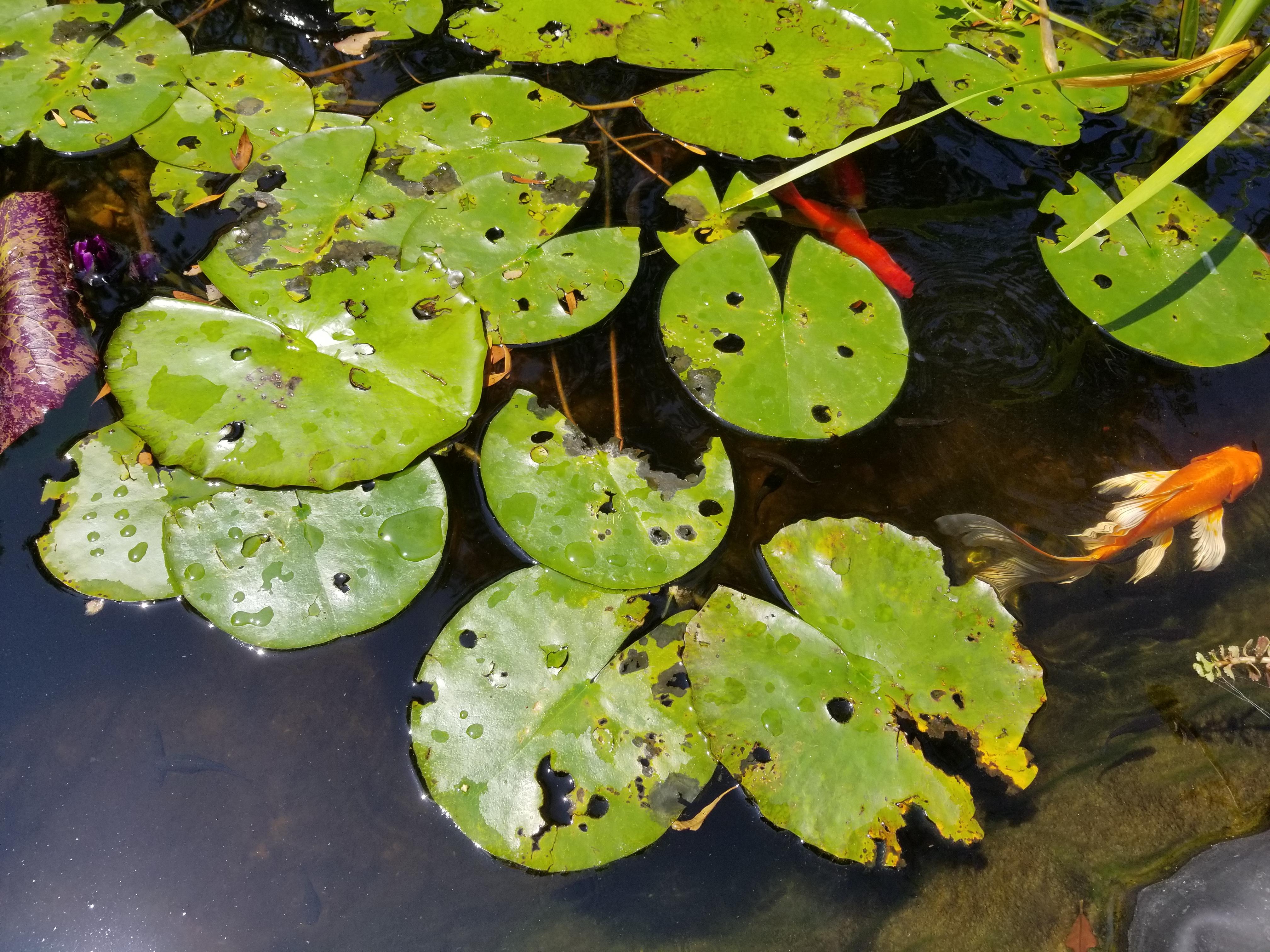 What's damaging my water lily? r/ponds