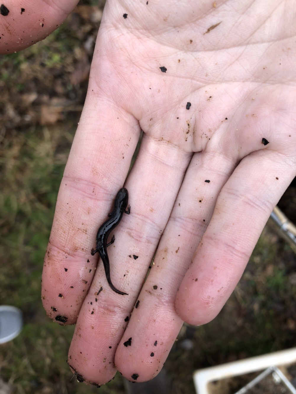 Unknown salamander caught as by-catch in a shallow stream while