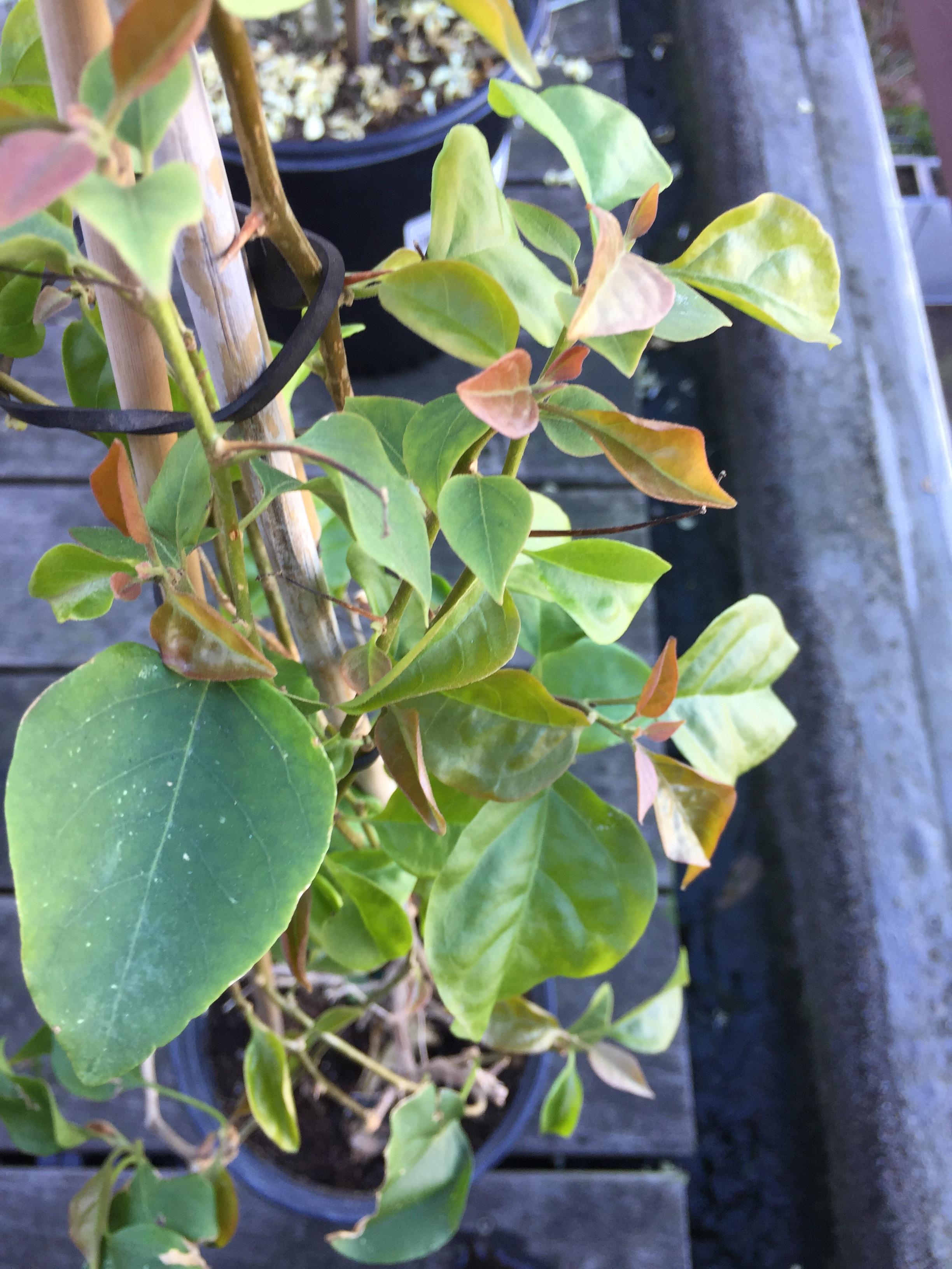 Why are the leaves on this bougainvillea turning reddish? r/gardening