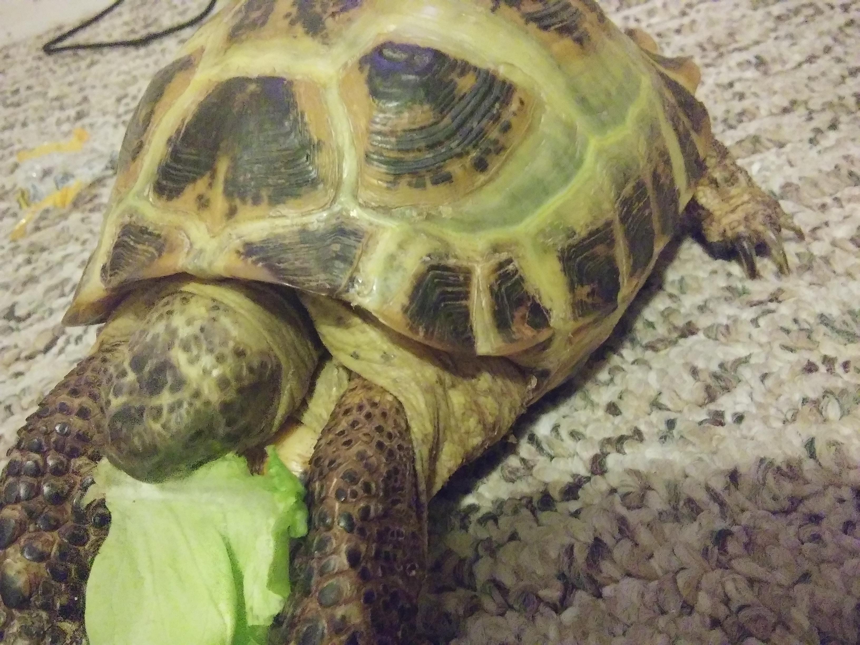 Does my tortoise have shell rot? r/tortoise