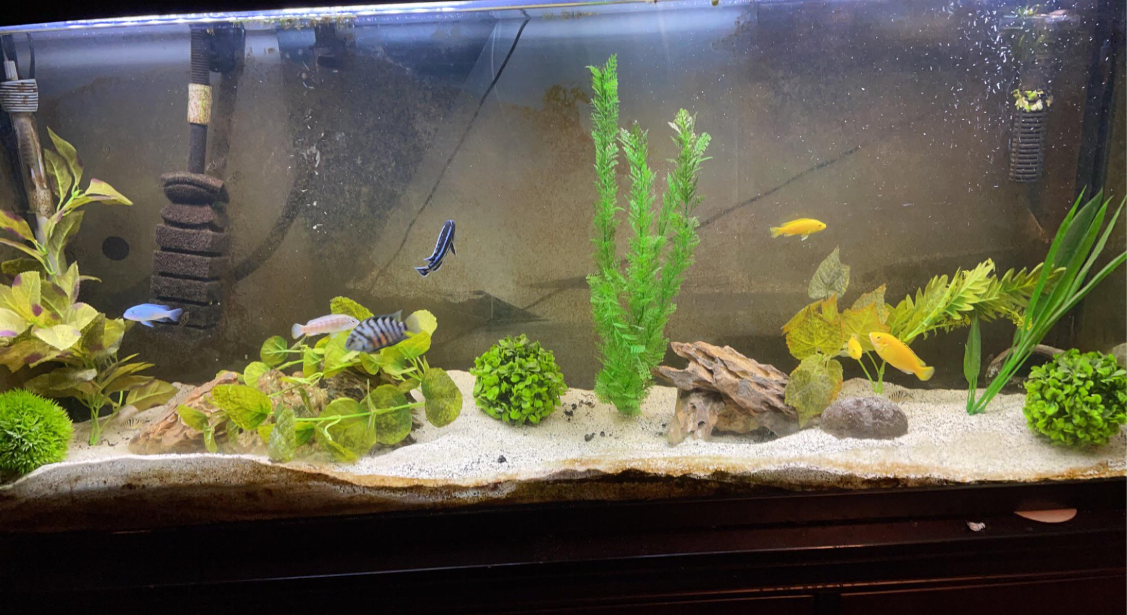 My cichlid tank. Thoughts? r/Aquariums