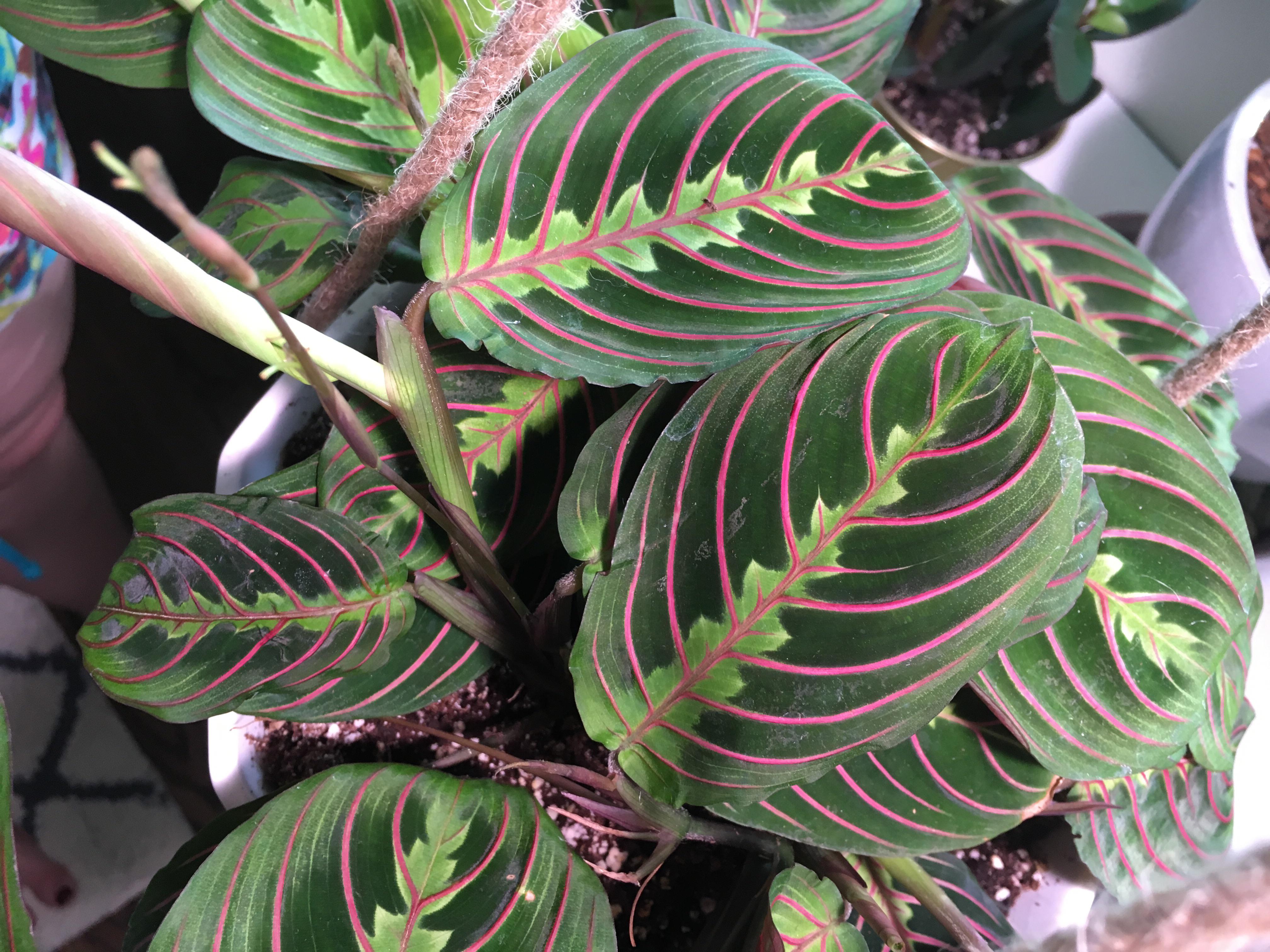 Why are my red prayer plant’s leaves wrinkling? It’s in an east facing
